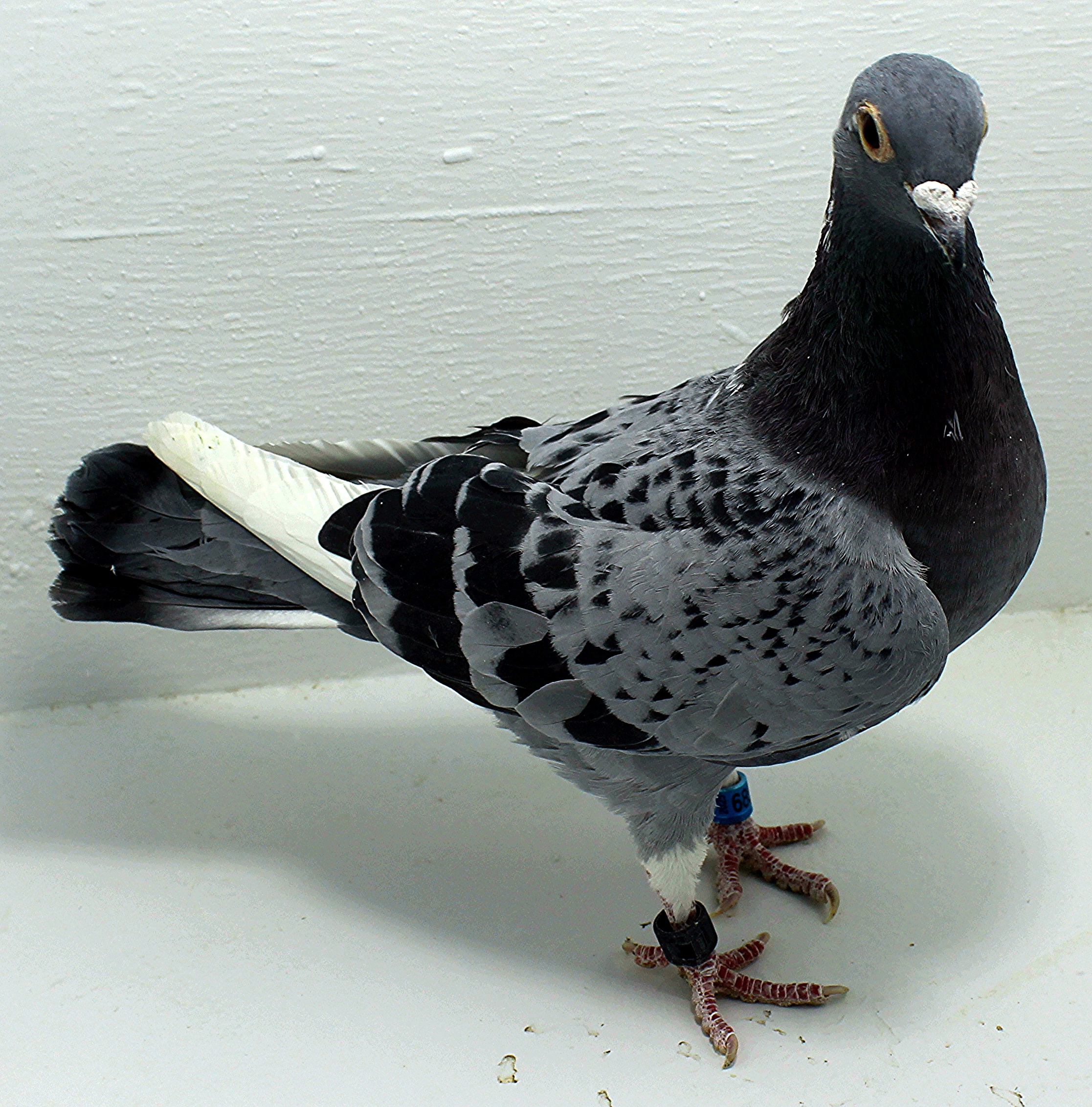 6851 IPB B 2025 Pure Hansenne Hen