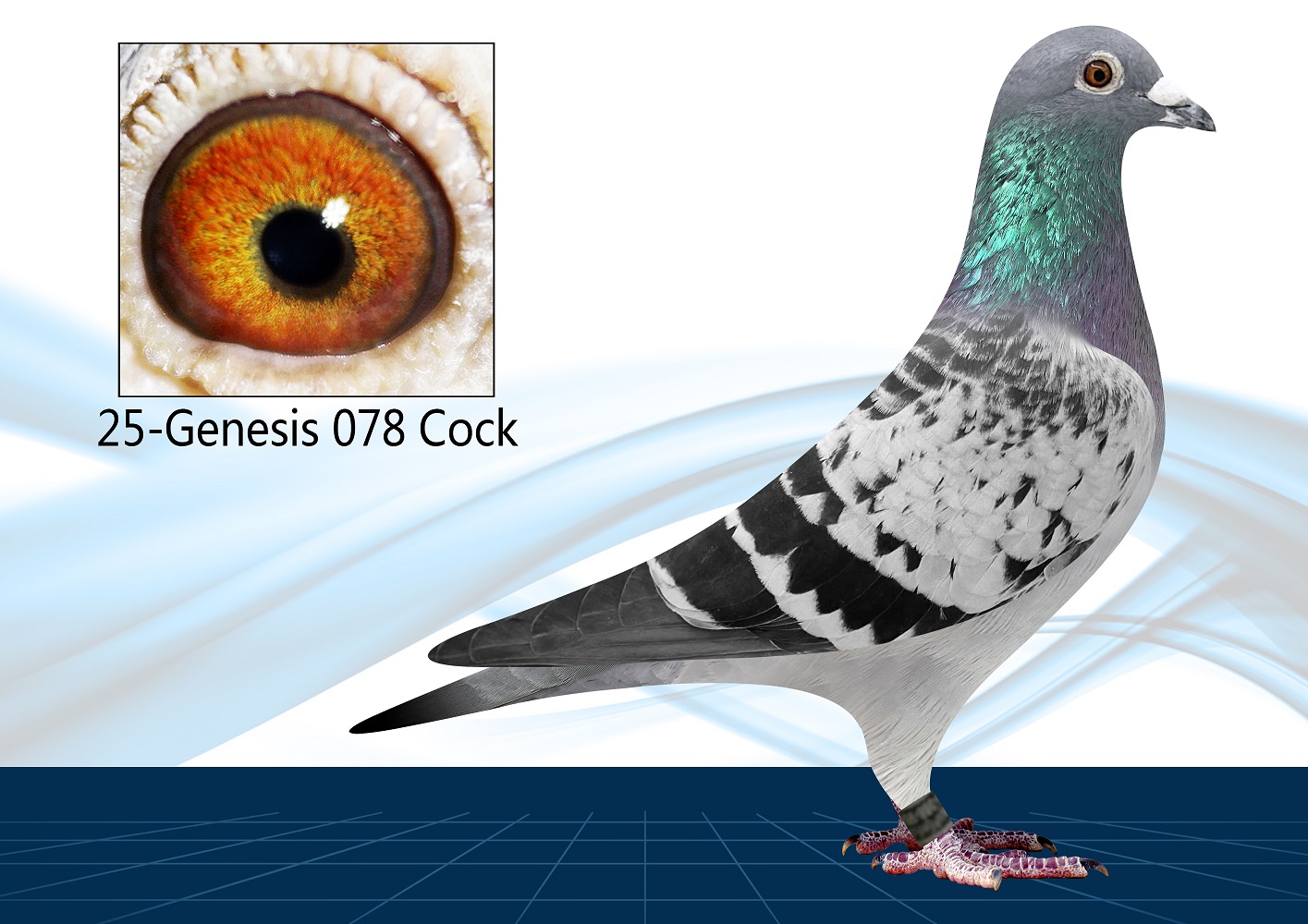 25-078(Cock) TOP OLR Blood