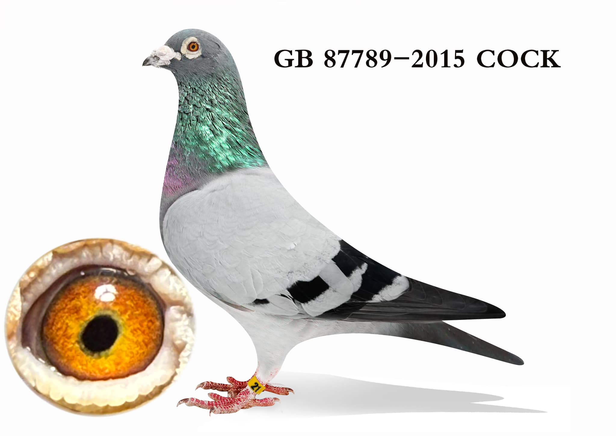 GB 87789-15 BBC