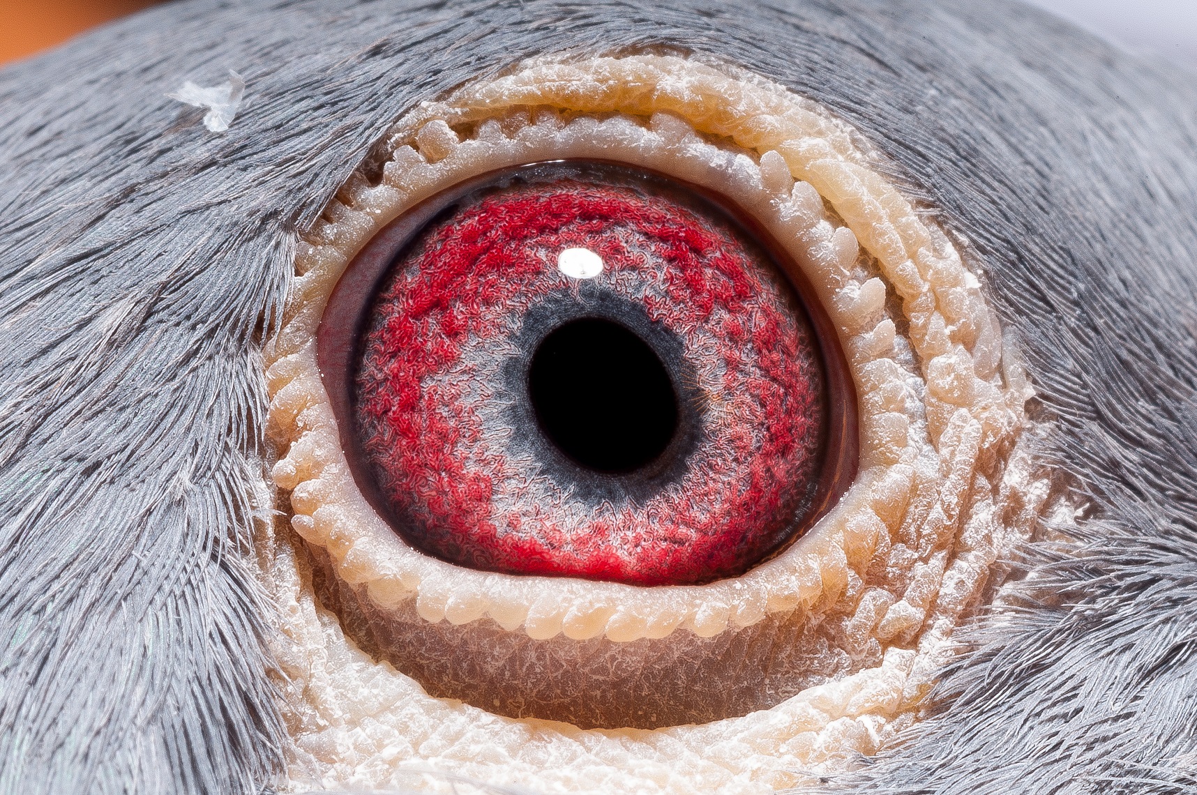 Preview Image 3