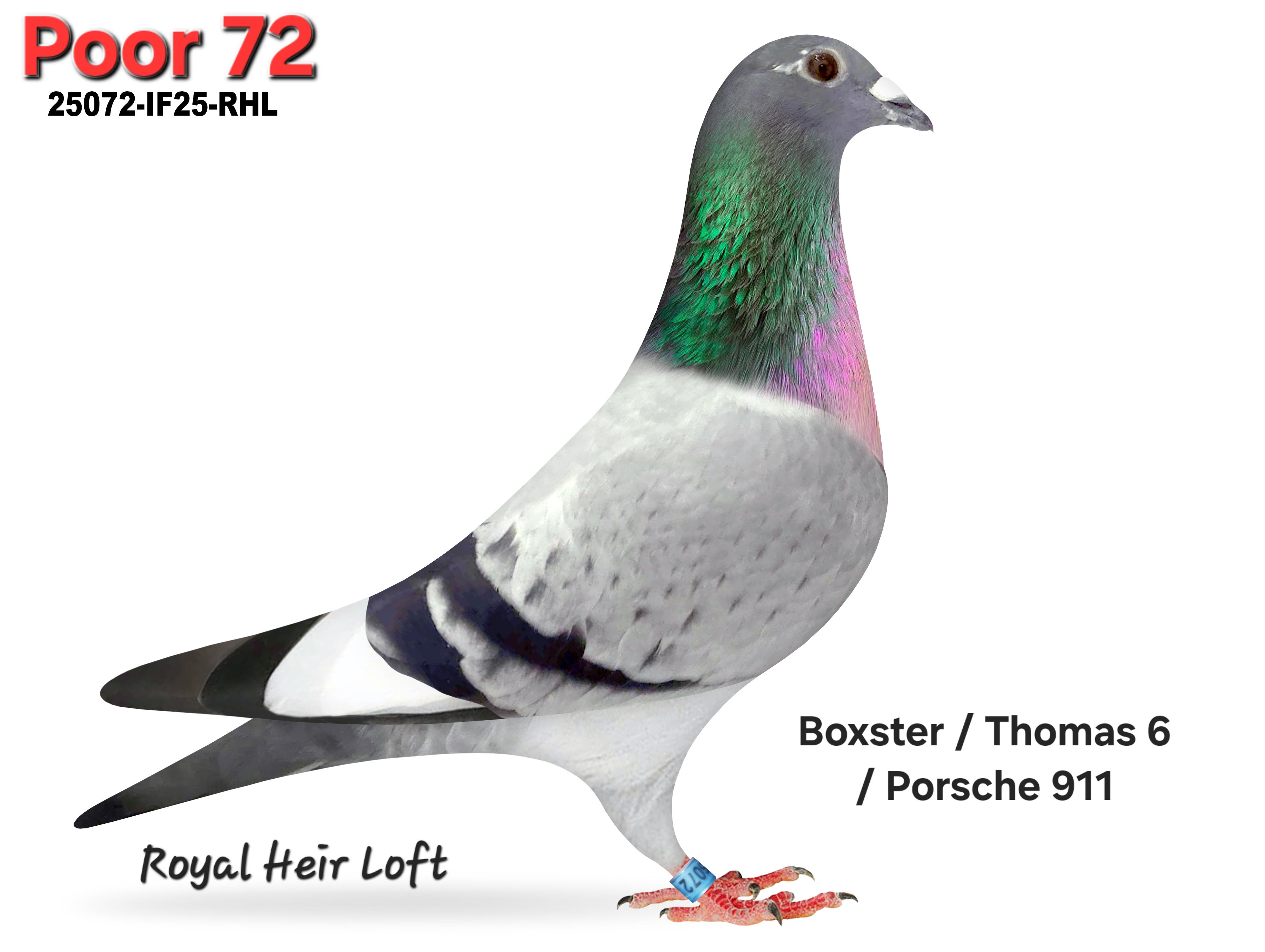 iPigeon.com - Racing Pigeon Auction