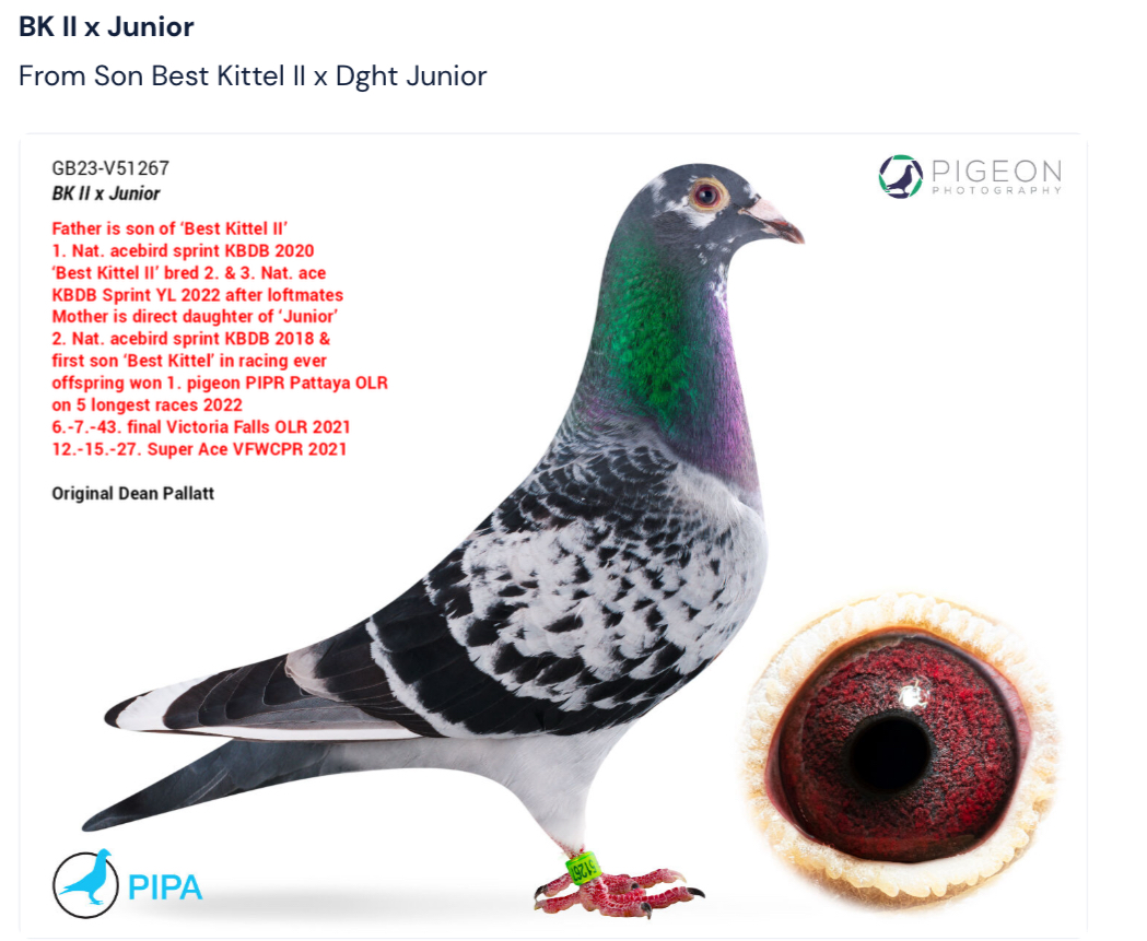 GB23-V51267
BK II x Junior