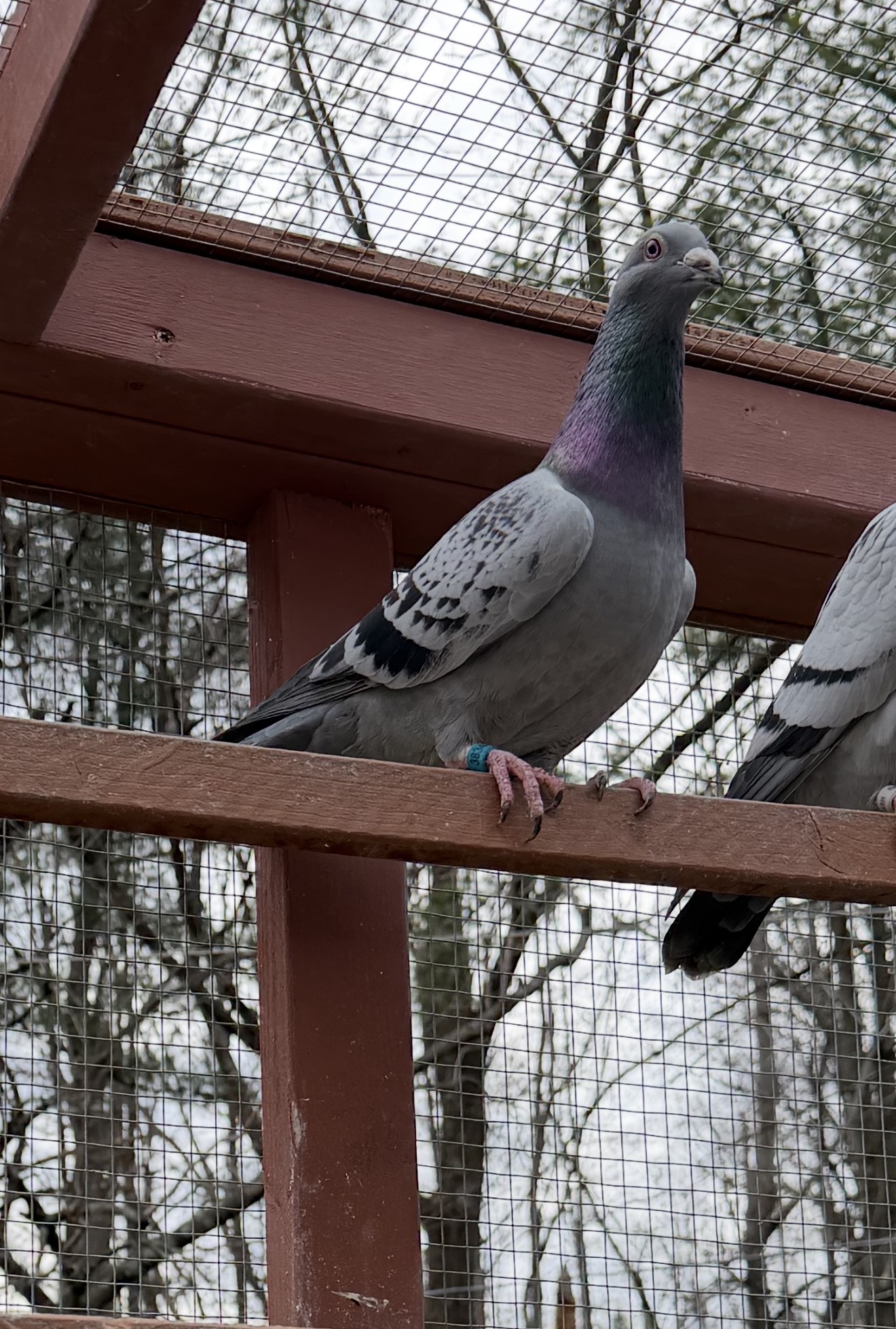 2025 cock inbred van loon and Jansen 