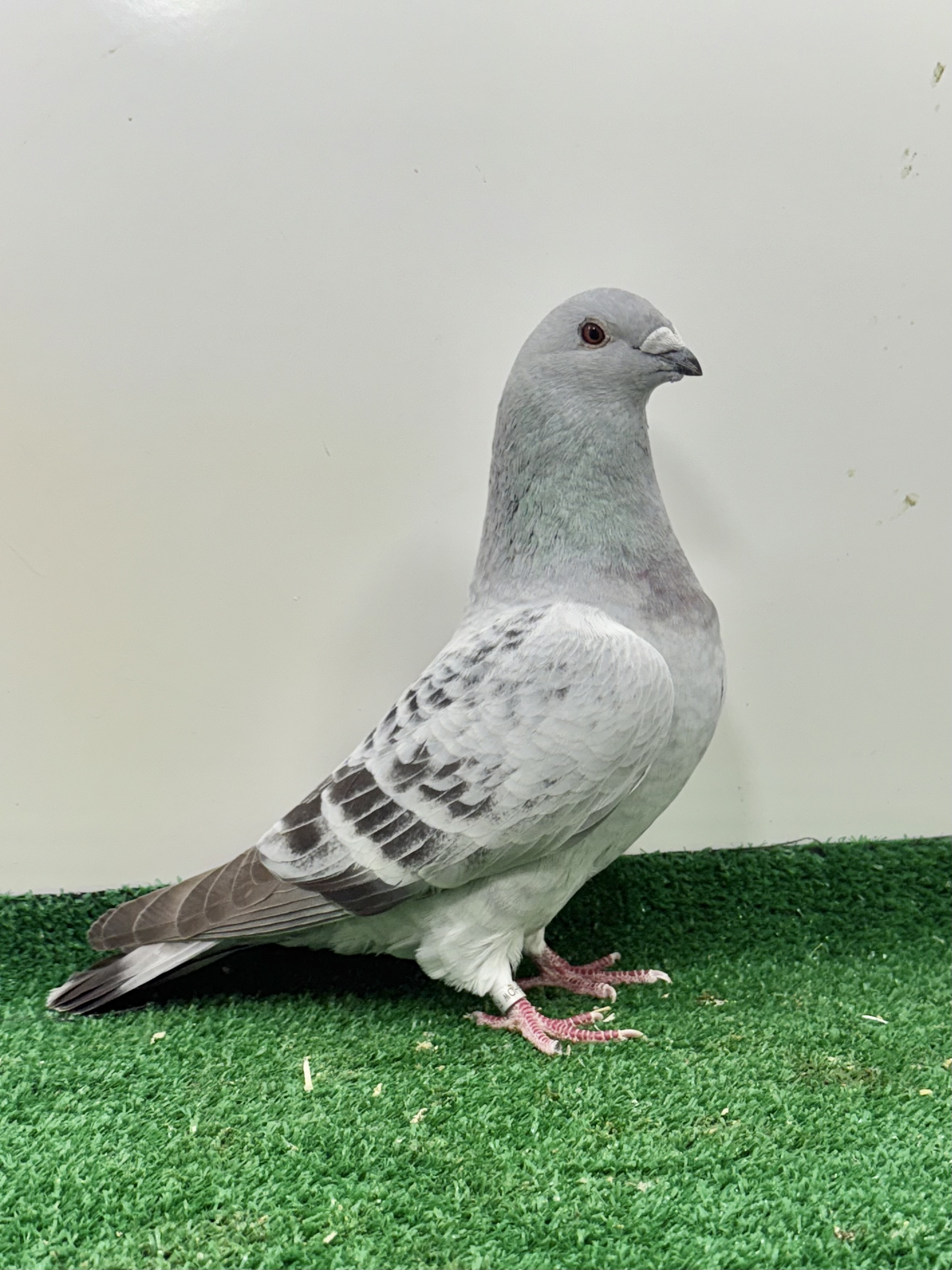 Jimmy Blue check nice bird 