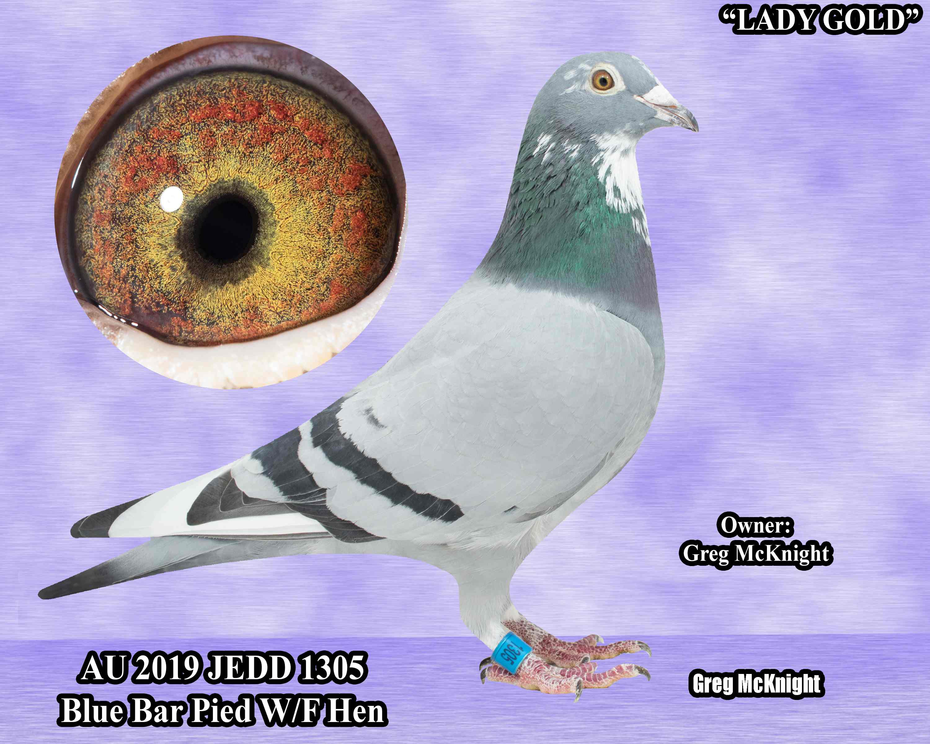 AU 19 JEDDS 1305 "STOCK BIRD"