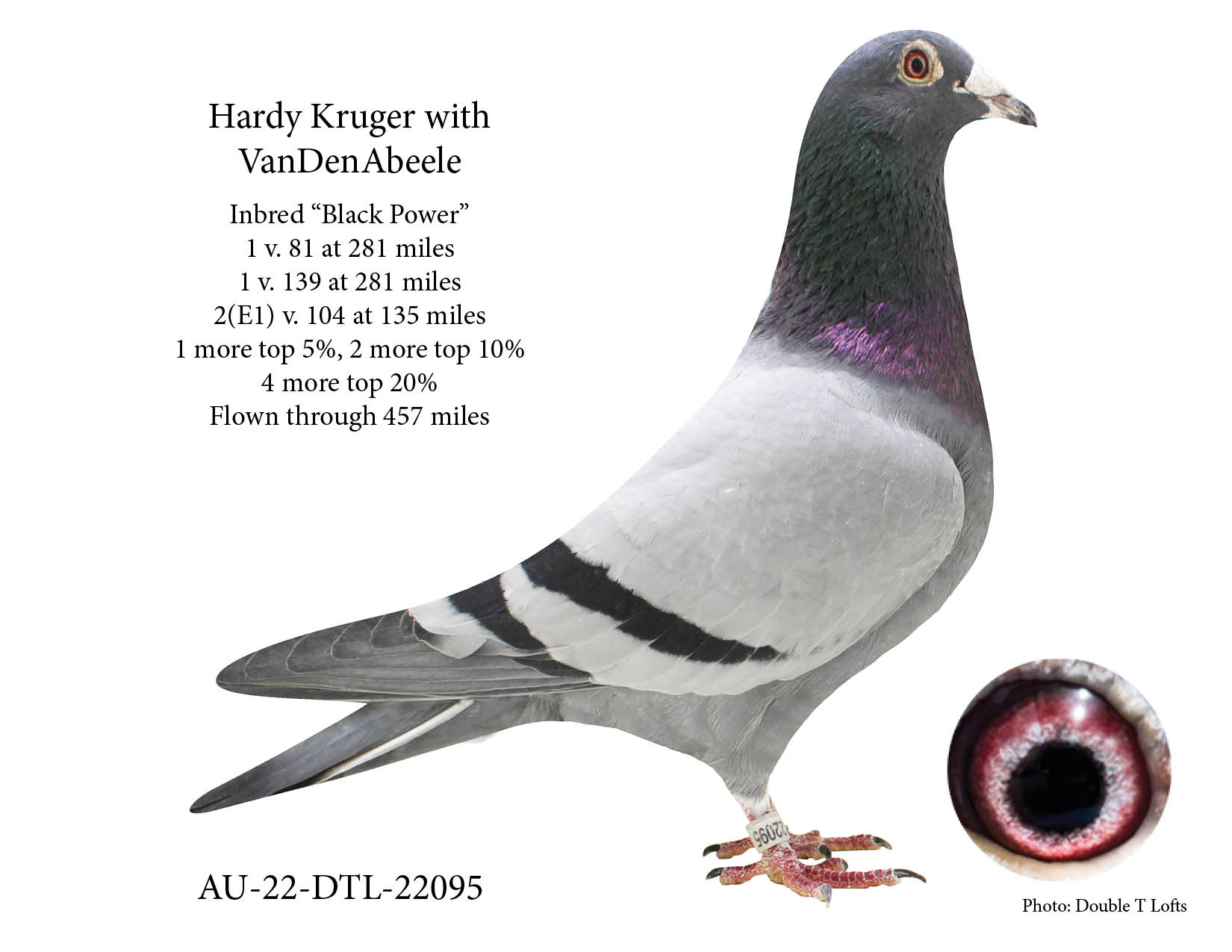 Inbred to "Black Power" with VanDenAbeele