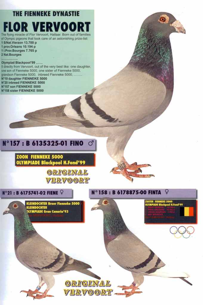 iPigeon.com - Racing Pigeon Auction