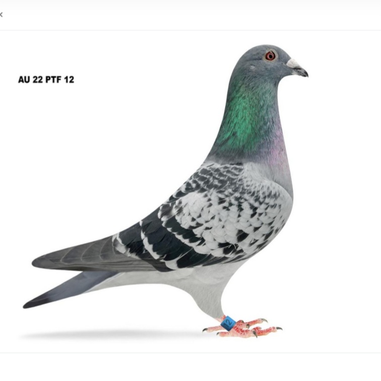 AU 22 PTF 12 BCC Kolvenbag 