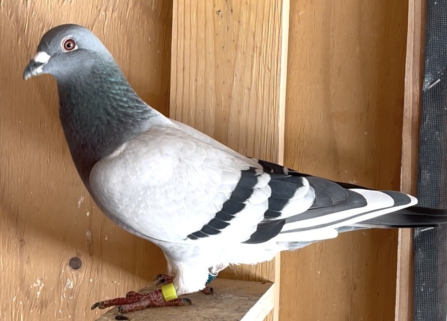 Double Grandson of Super 567