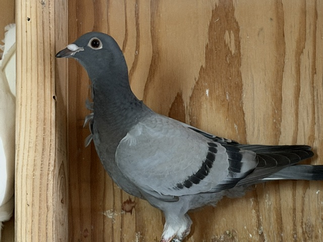 2026 Blue Bar Young Birds