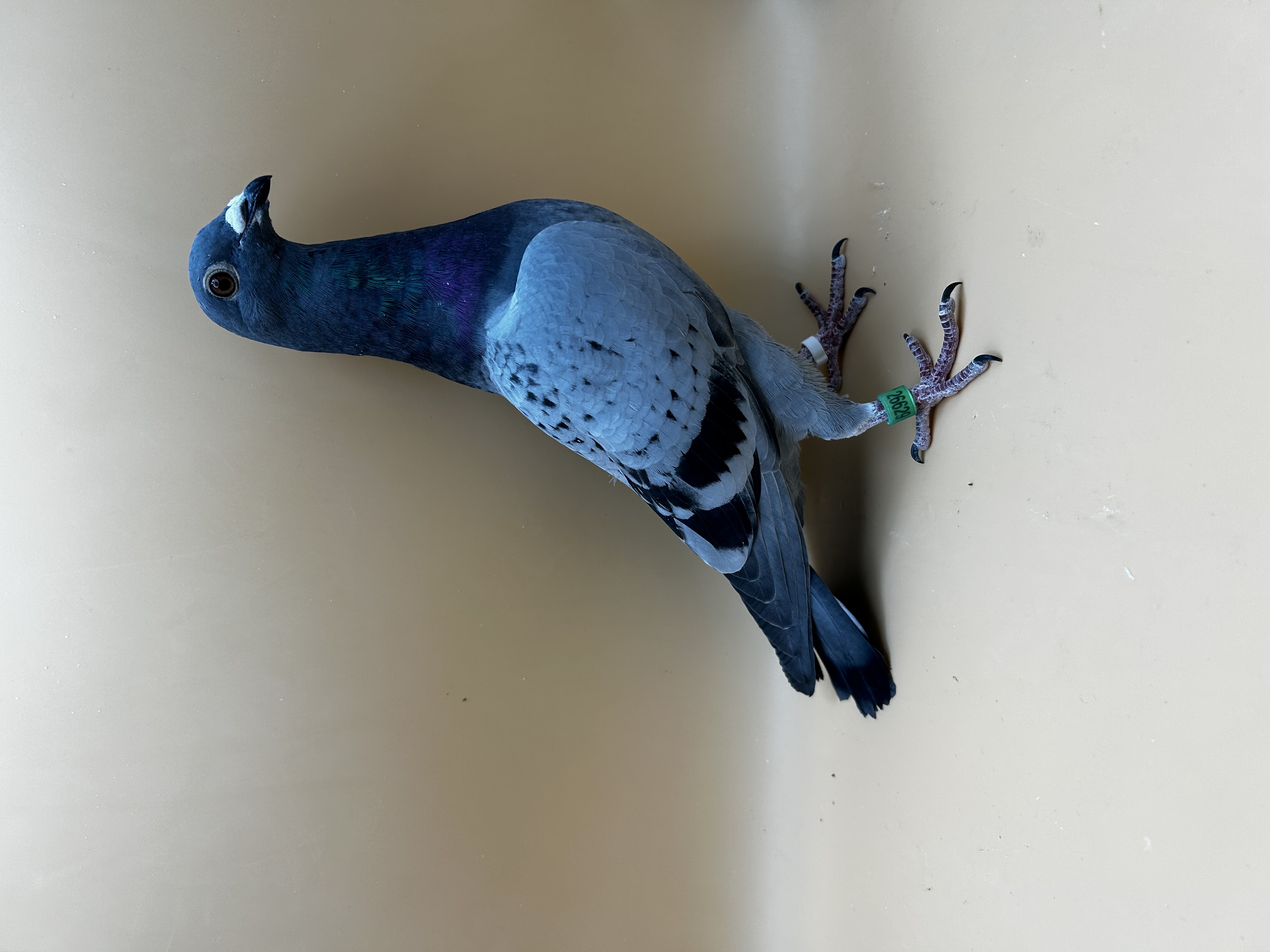 AU26 Jedds 26629 BC C