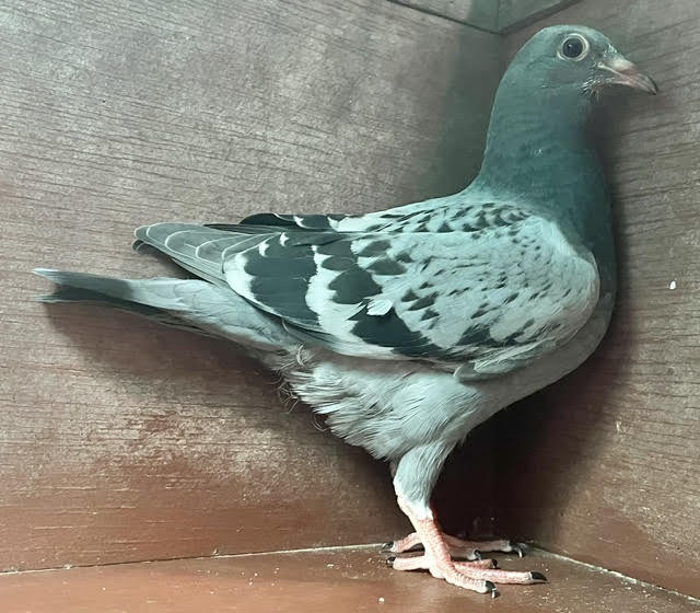 LATE HATCH SQUEAKER
