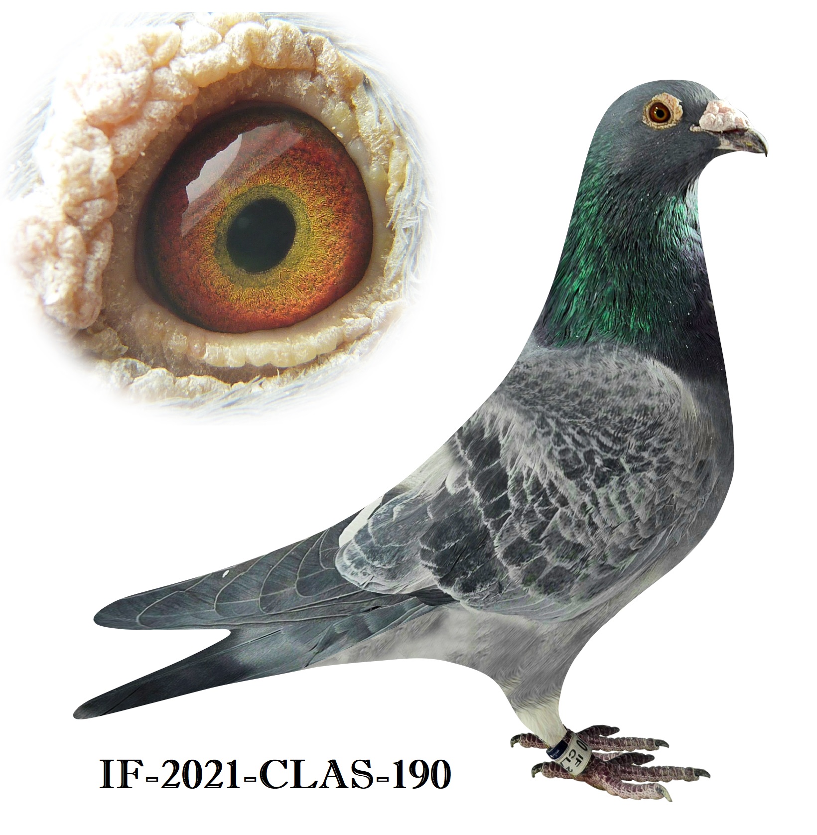 Slate WF Cock bird - Father was 1st 300 YB Futurity