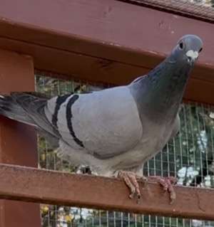 2025 African family and harry hen