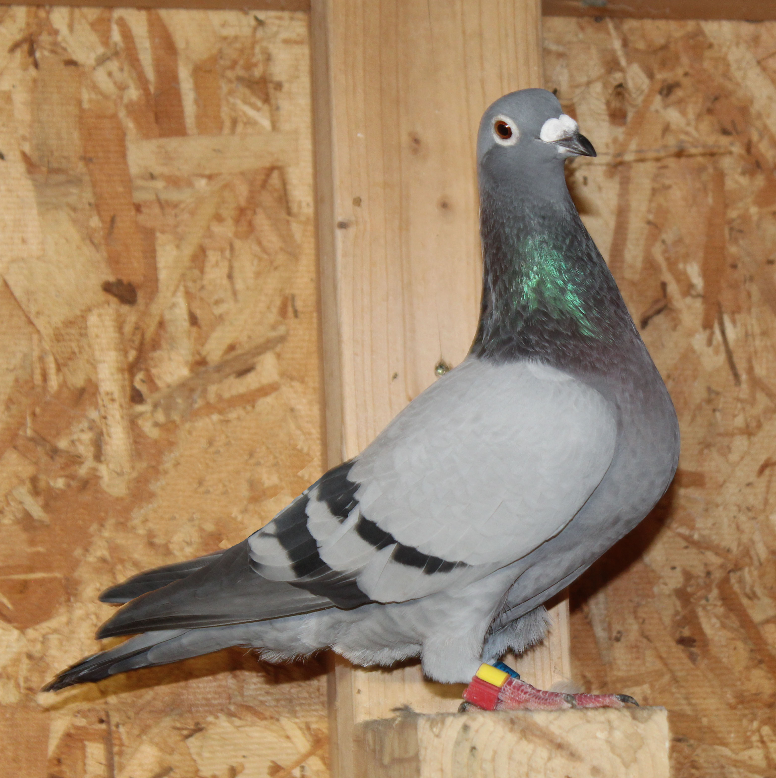 Super Proven Racer & Elite Breeding Prospect