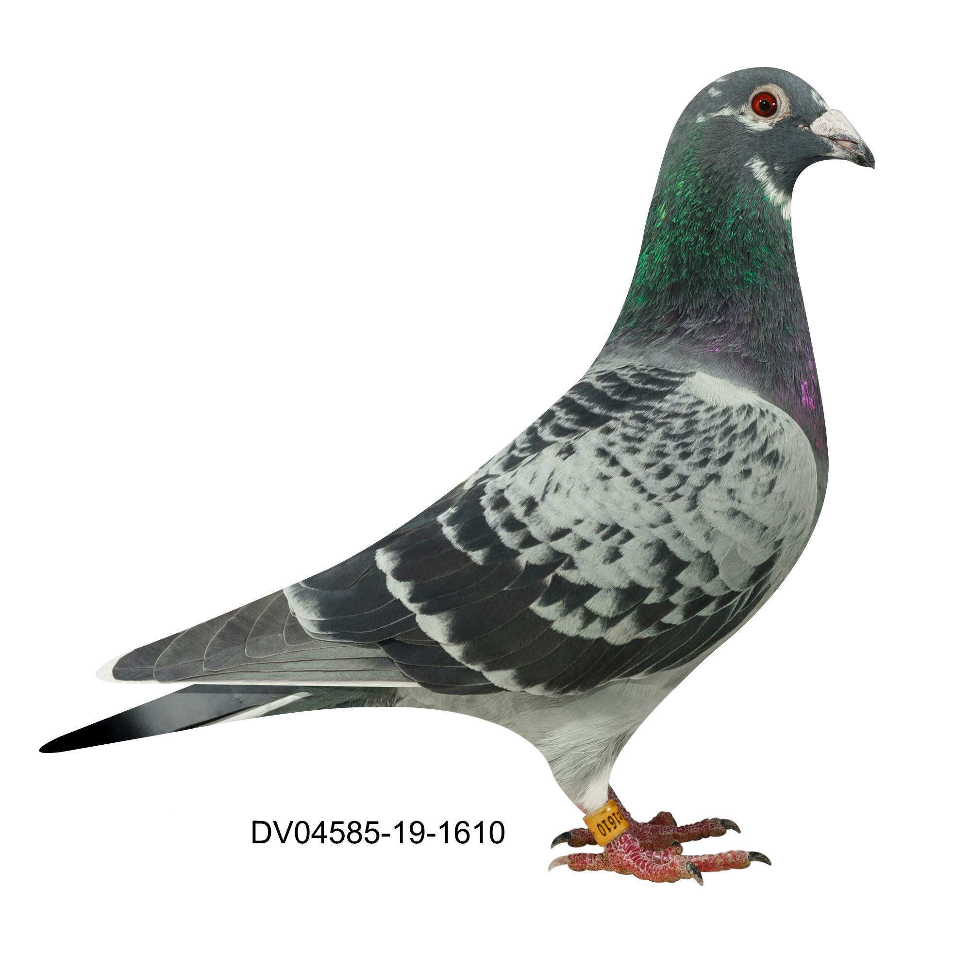 Preview Image 4
