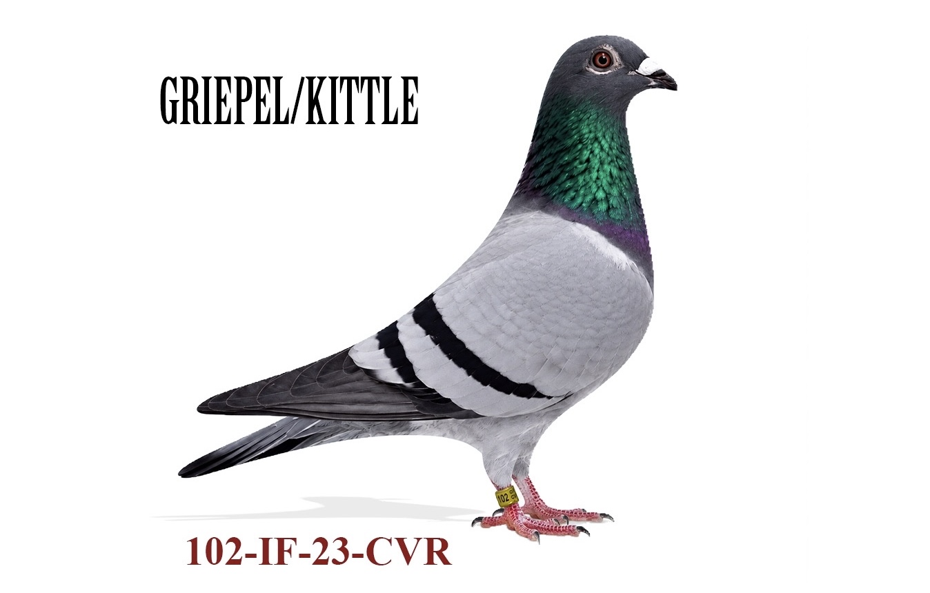 Dirk van den Bulck (Kittle/ griepel)