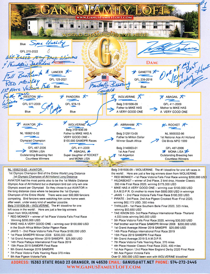 GFL 215-22 Blue Male   AVIATOR / WOLVERINE / ABAGAIL bloodlines 