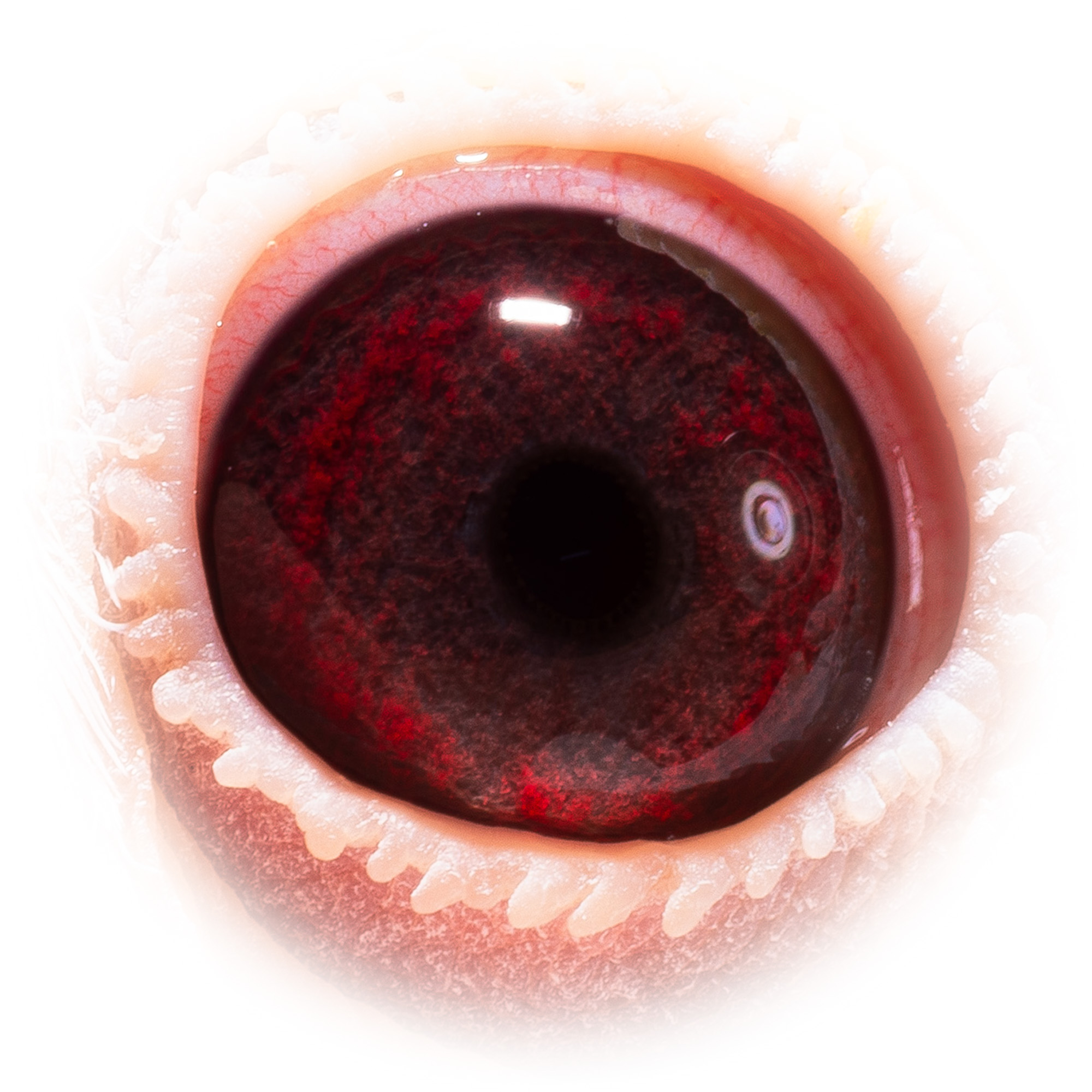 Preview Image 3