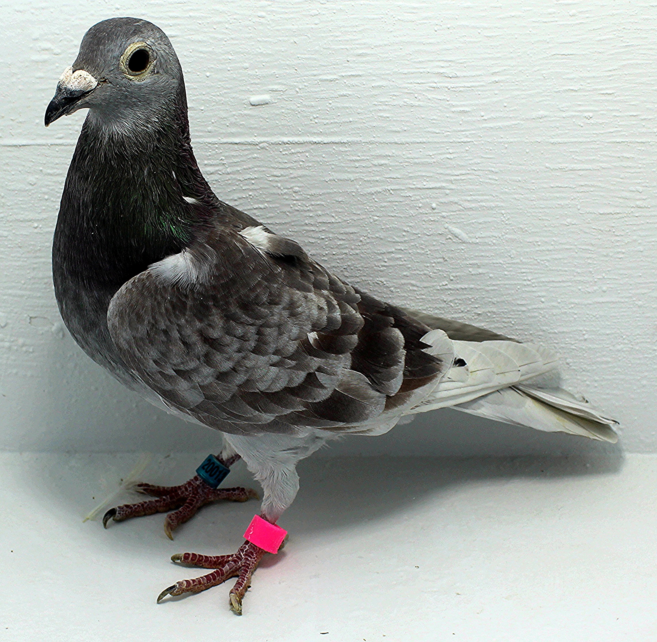 AU 20013 AA 2025 Pure Paul Sion