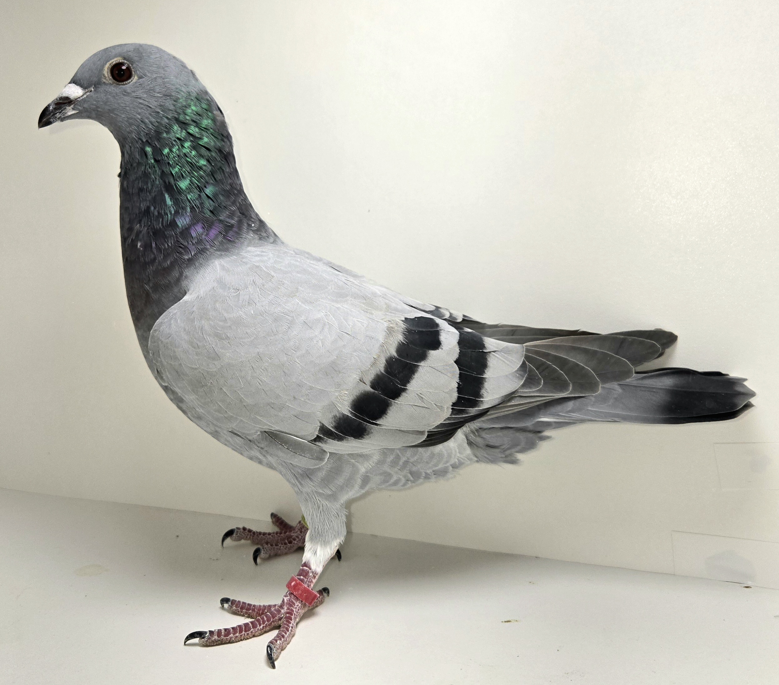 PEACH-25539-25 BB Hen