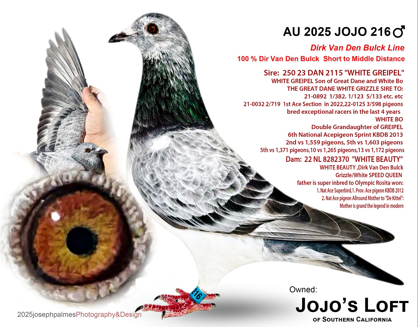 AU 2025 JOJO 216 GRIZZLE COCK