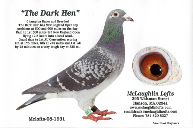 iPigeon.com - Racing Pigeon Auction