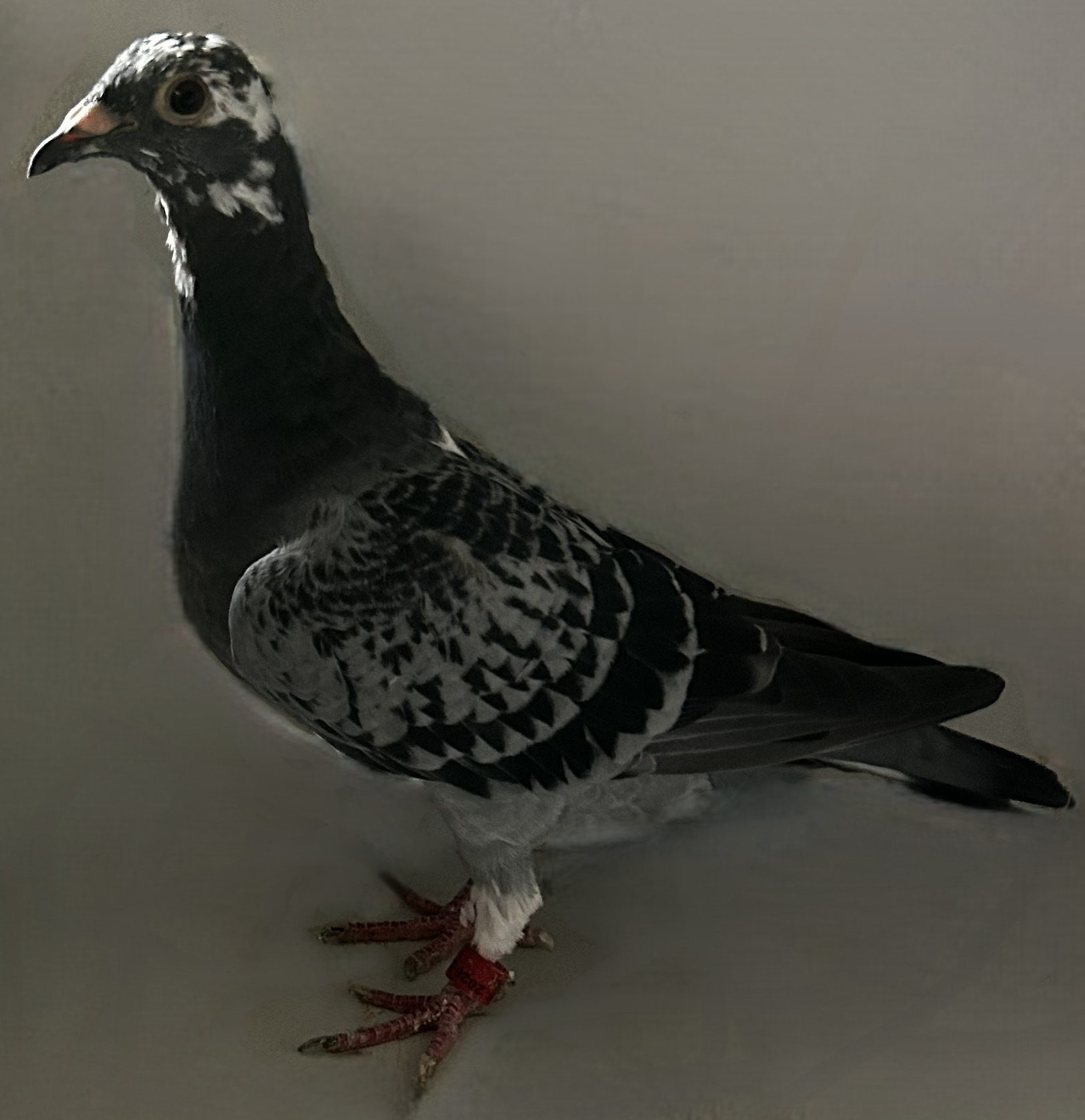 2026 Neil 56246 Very Inbreed Best Kittel BC Splash Hen