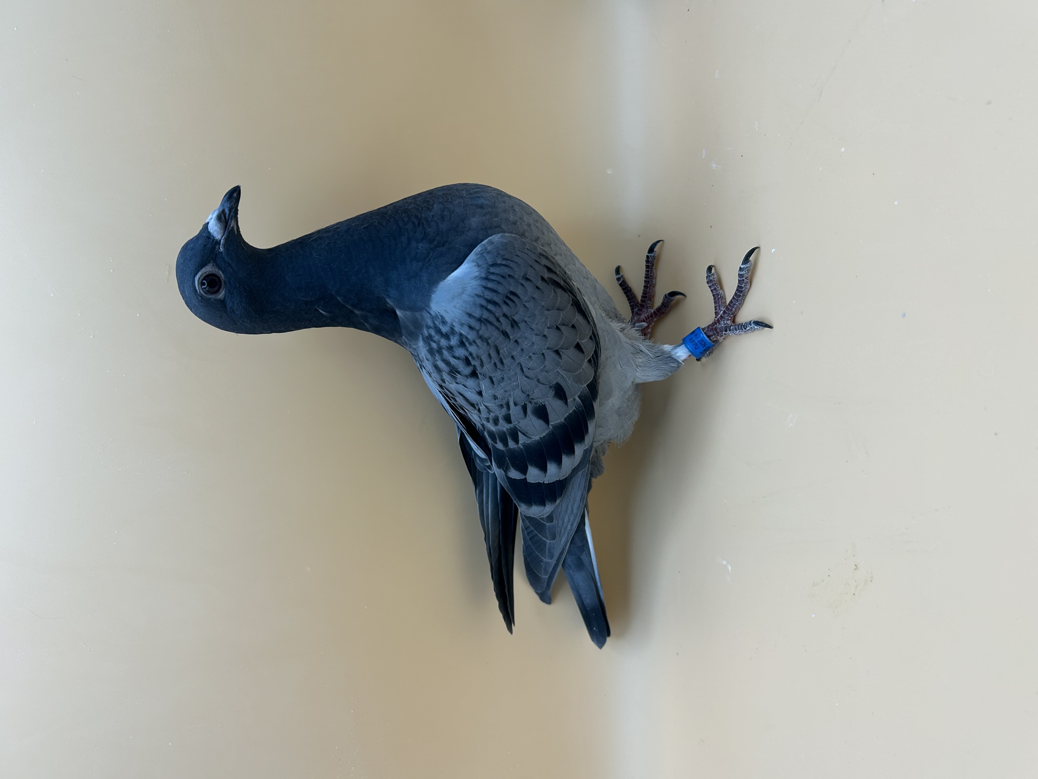 4 Bird Race Kit