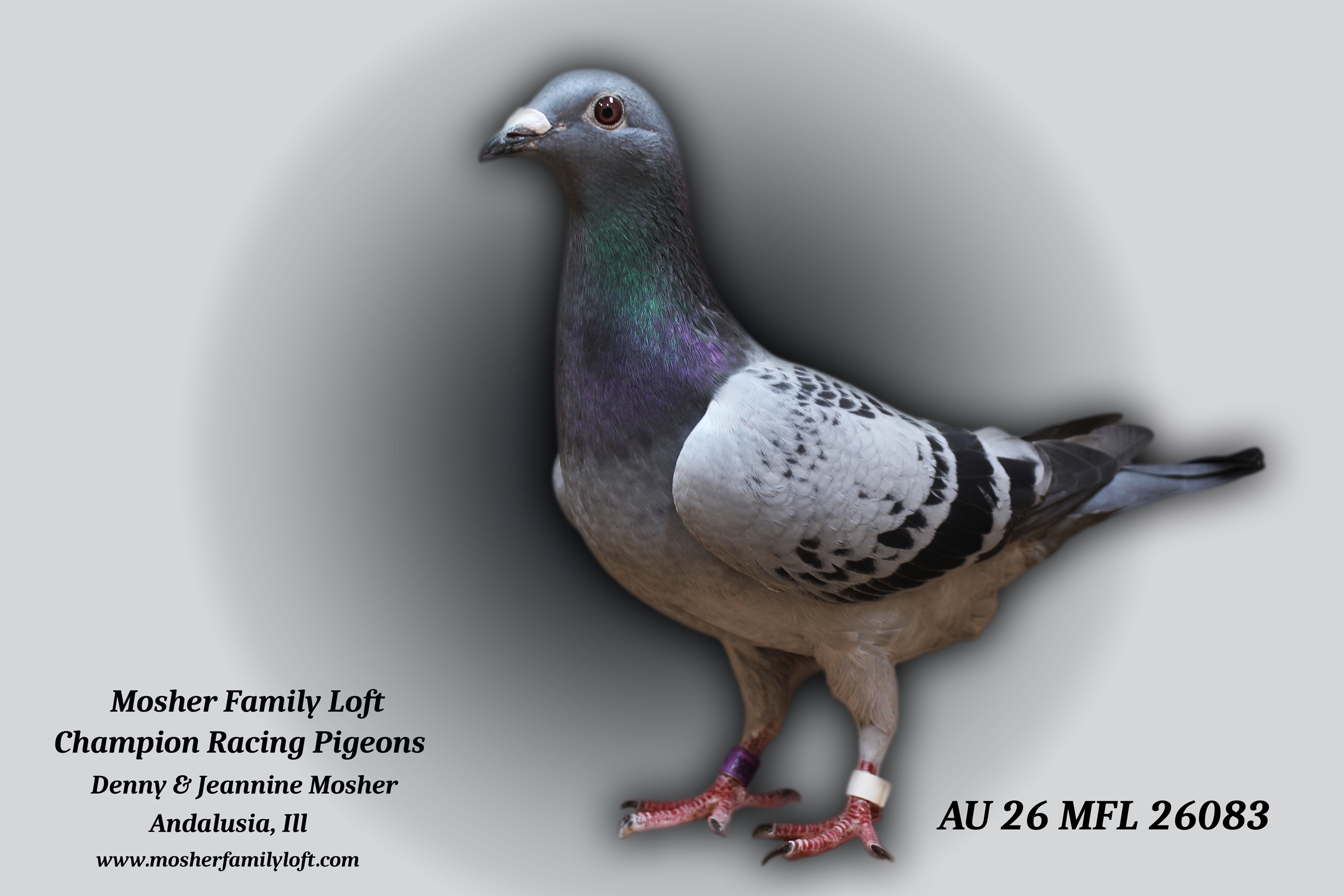 AU 26 MFL 26083 Hen