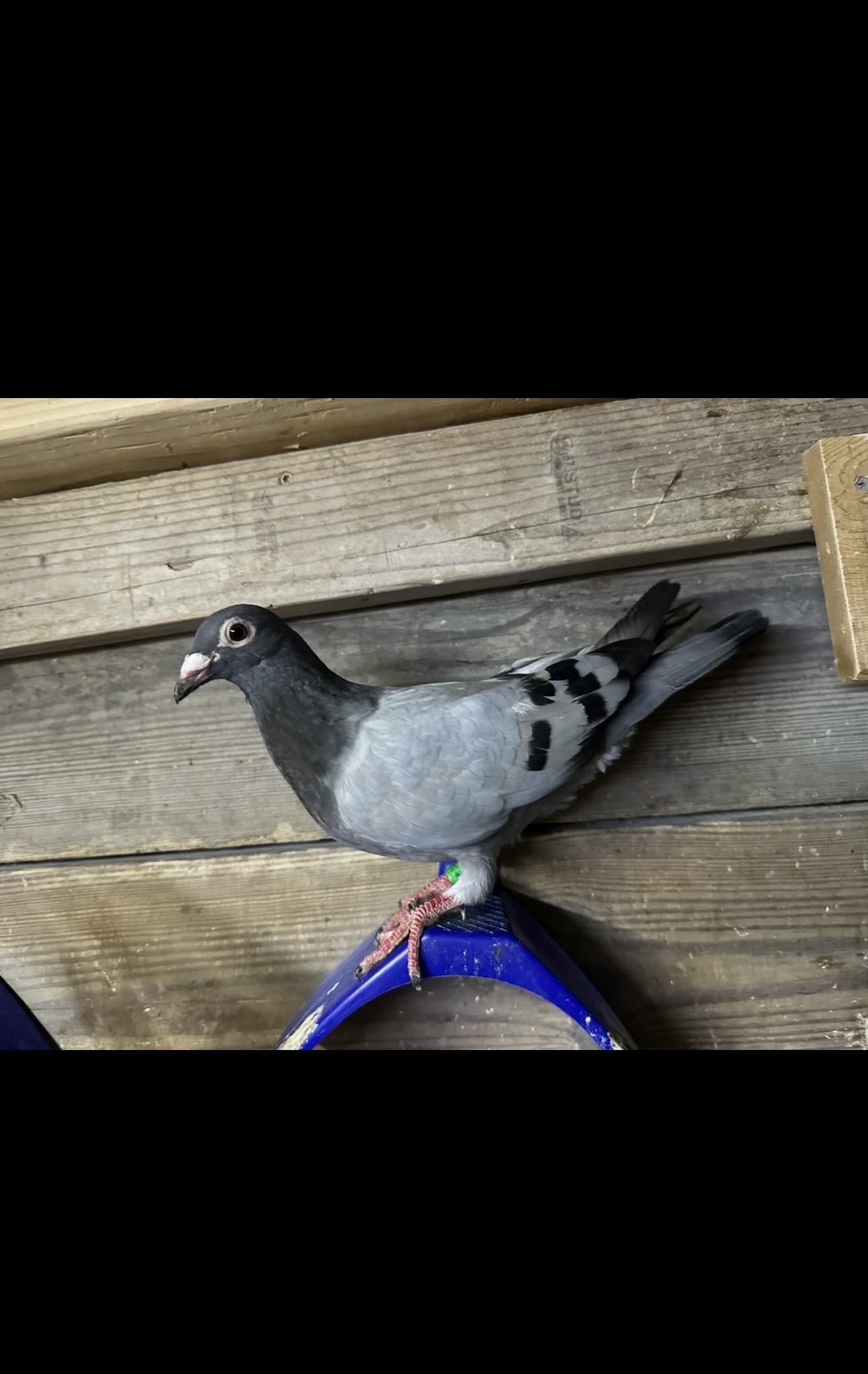 Preview Image 2