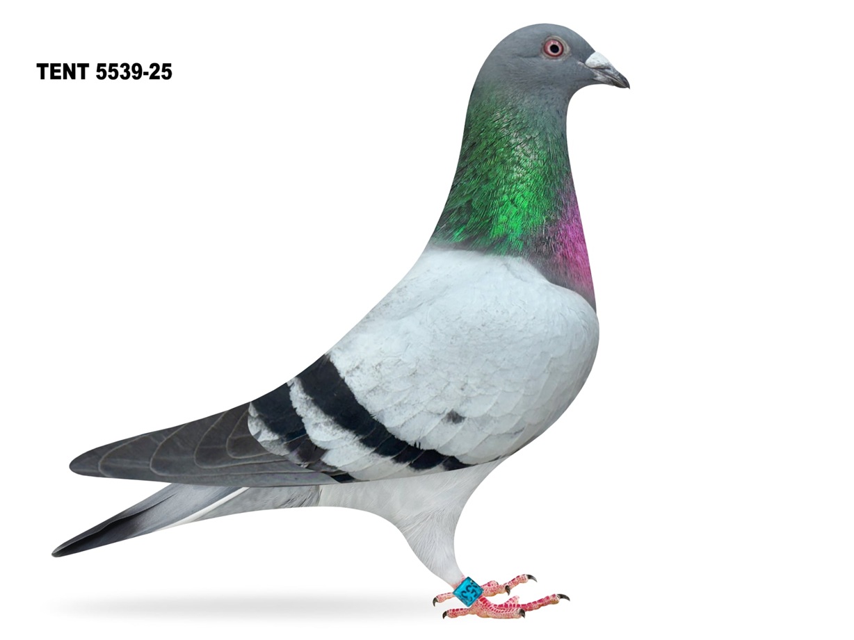 TENT 5539-25 BB COCK
