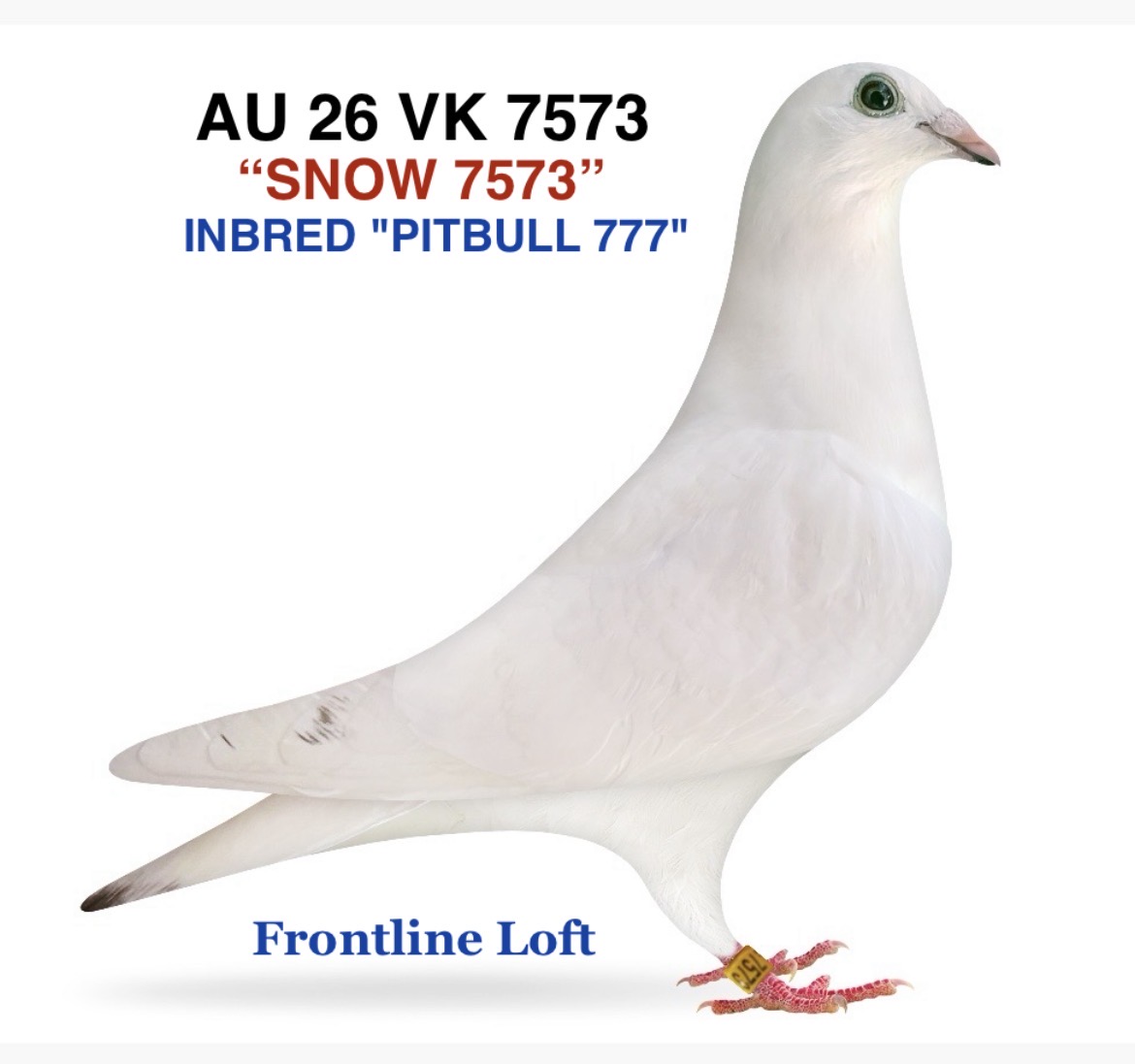 INBRED "PITBULL 777"