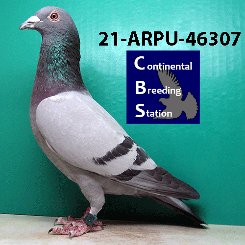 iPigeon.com - Racing Pigeon Auction