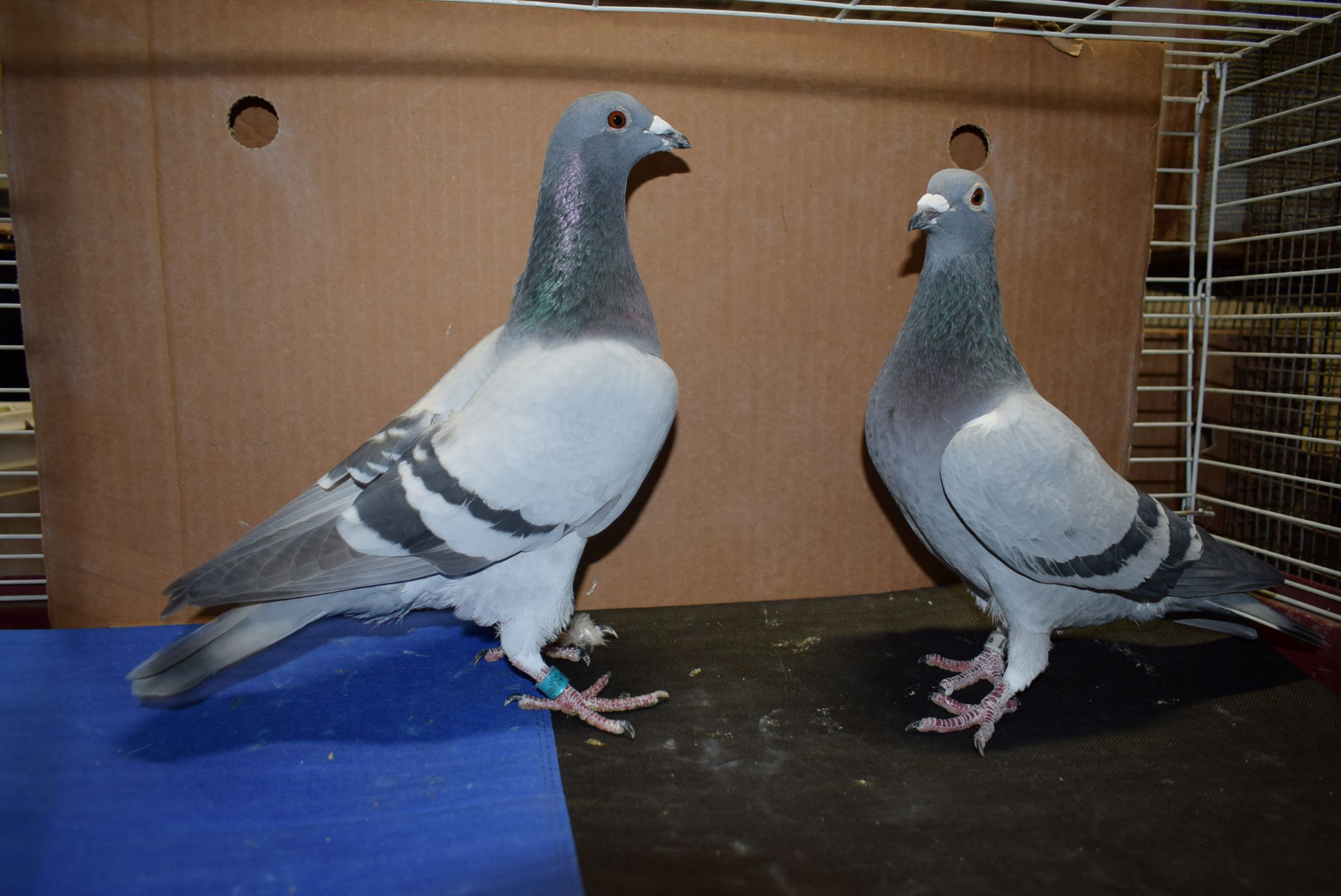 iPigeon.com - Racing Pigeon Auction