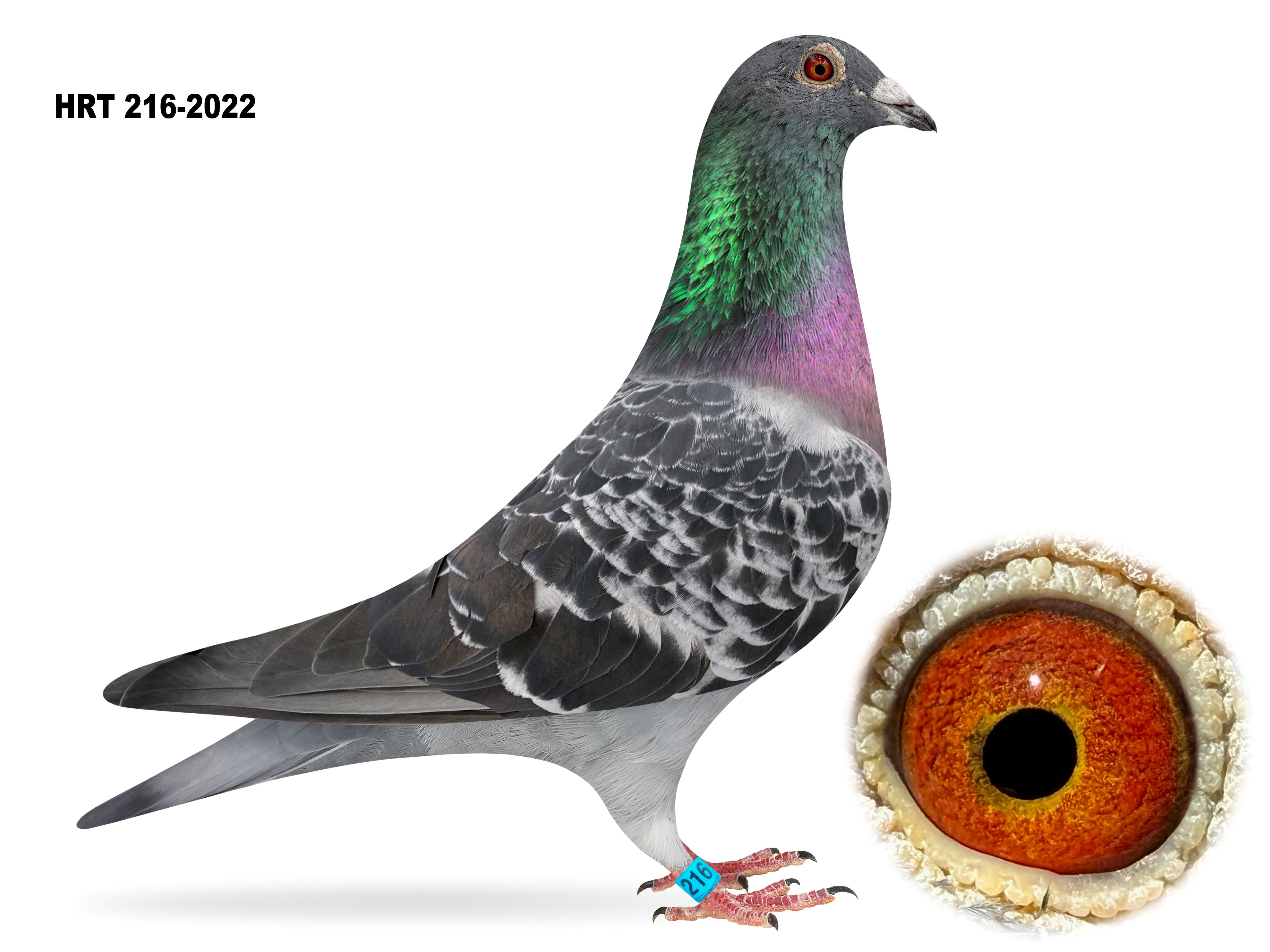 HRT 216-2022