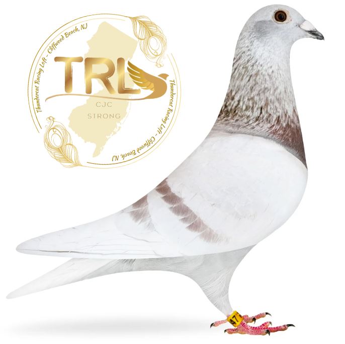 iPigeon.com - Racing Pigeon Auction