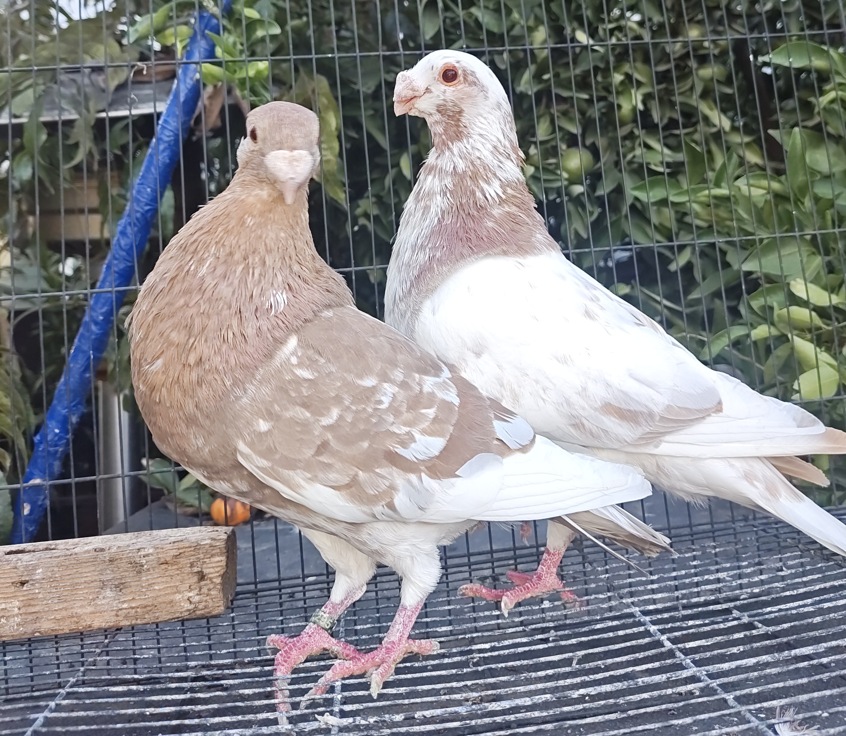 Granadino & Laudino Pouters 