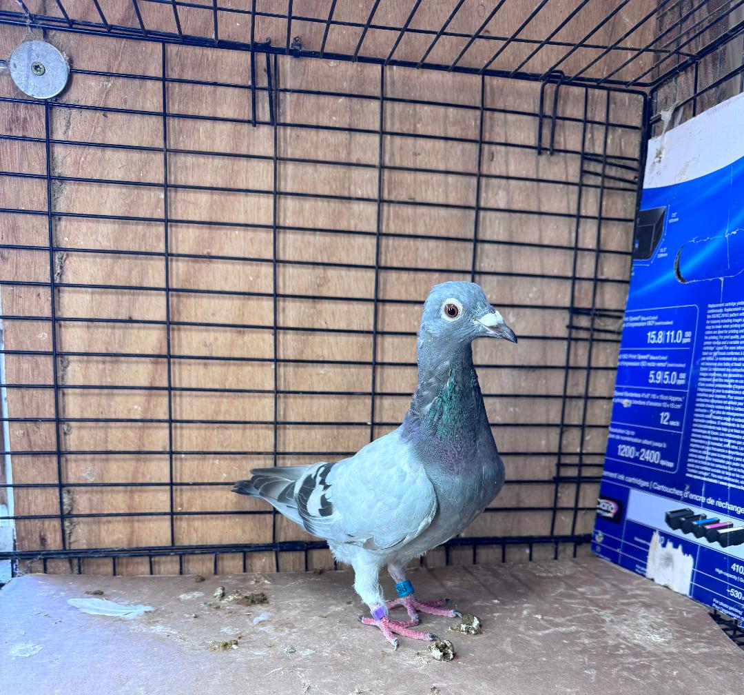 398 BB KANNIBAAL HEN DAM CHAMPION BIRD SOUTH GEORGIA ONE LOFT RACE