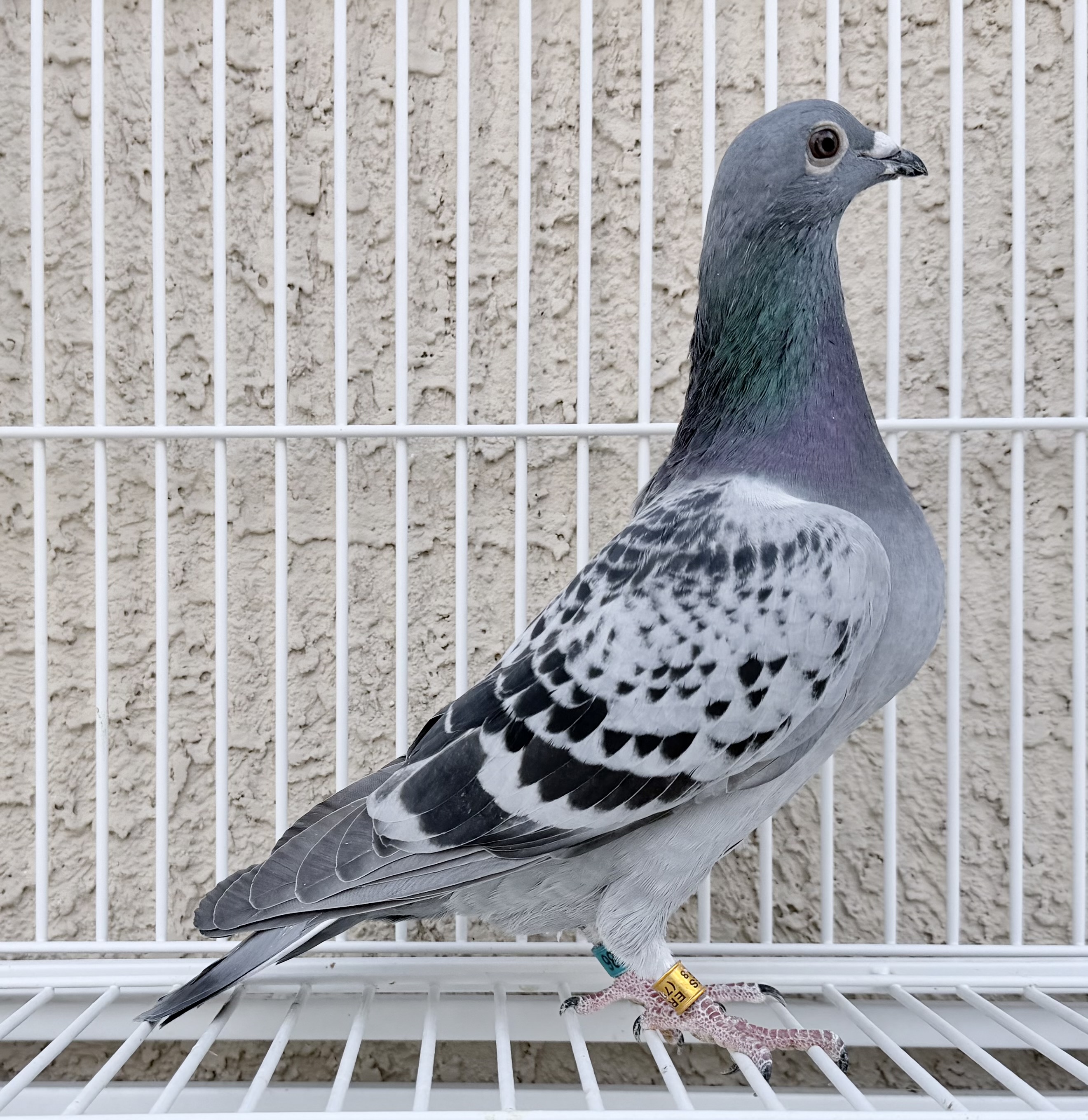 double inbred 1148 (2X)