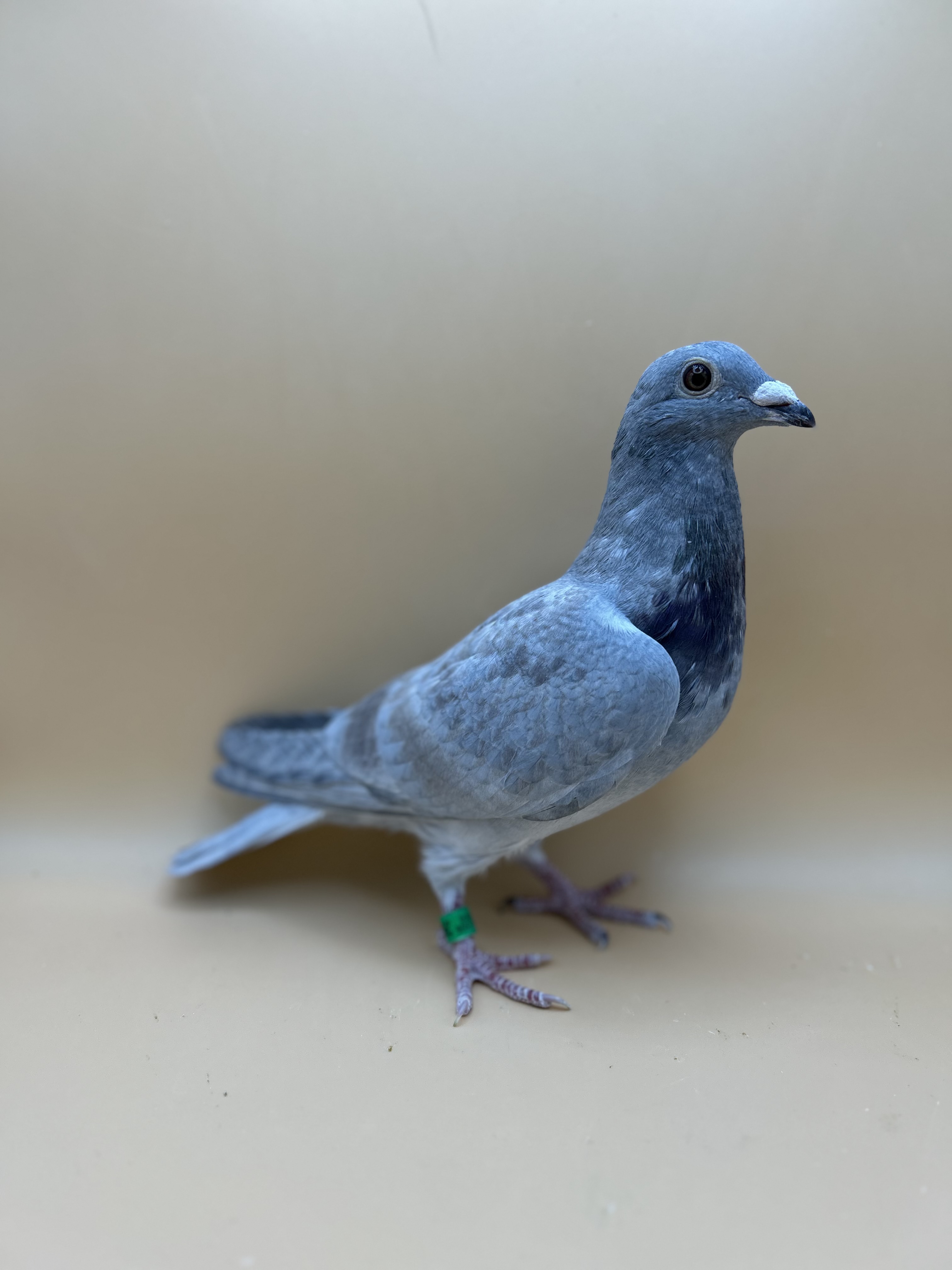 AU26 Jedds 26646 Opal cock