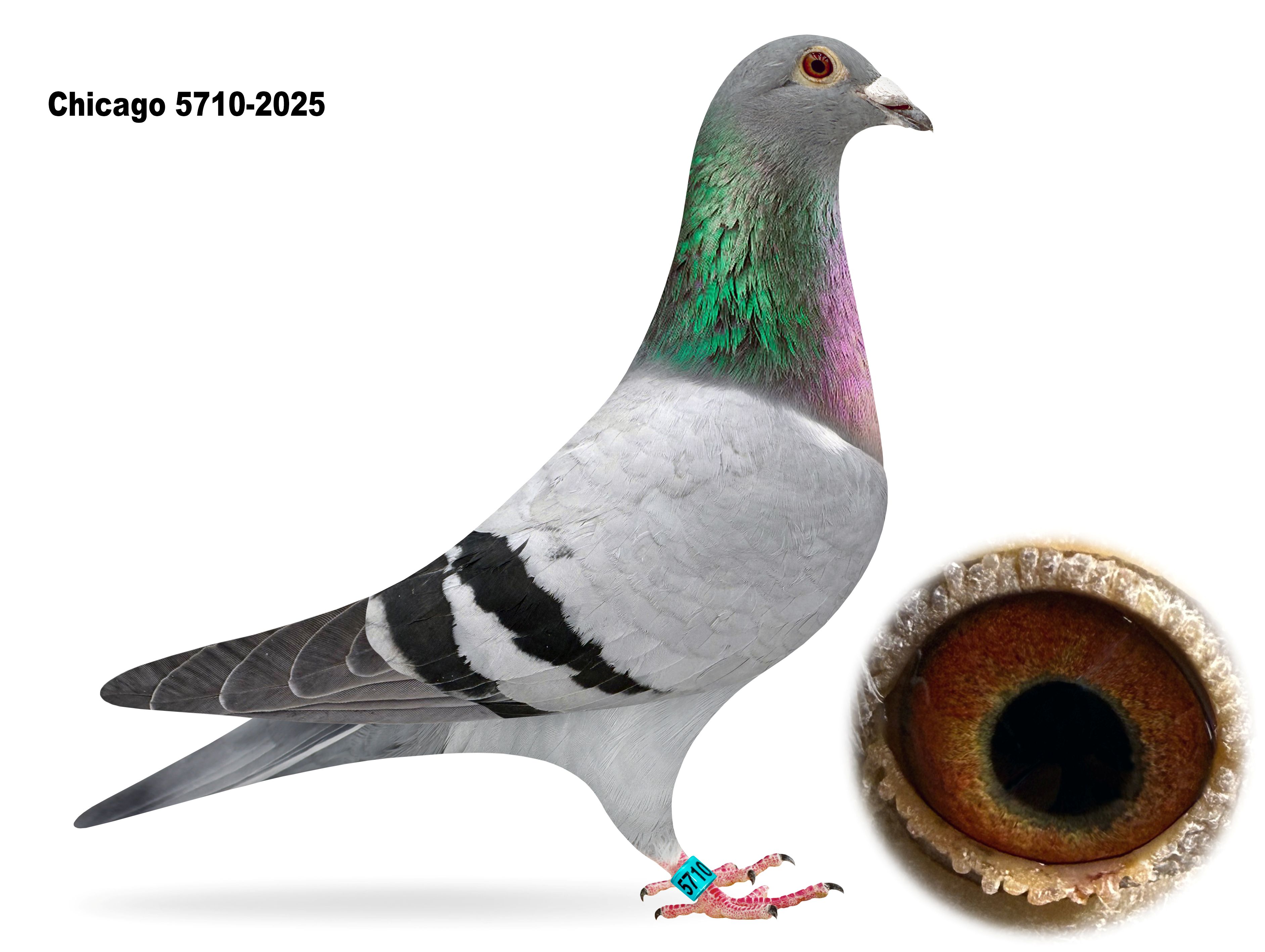 Chicago 5710-2025