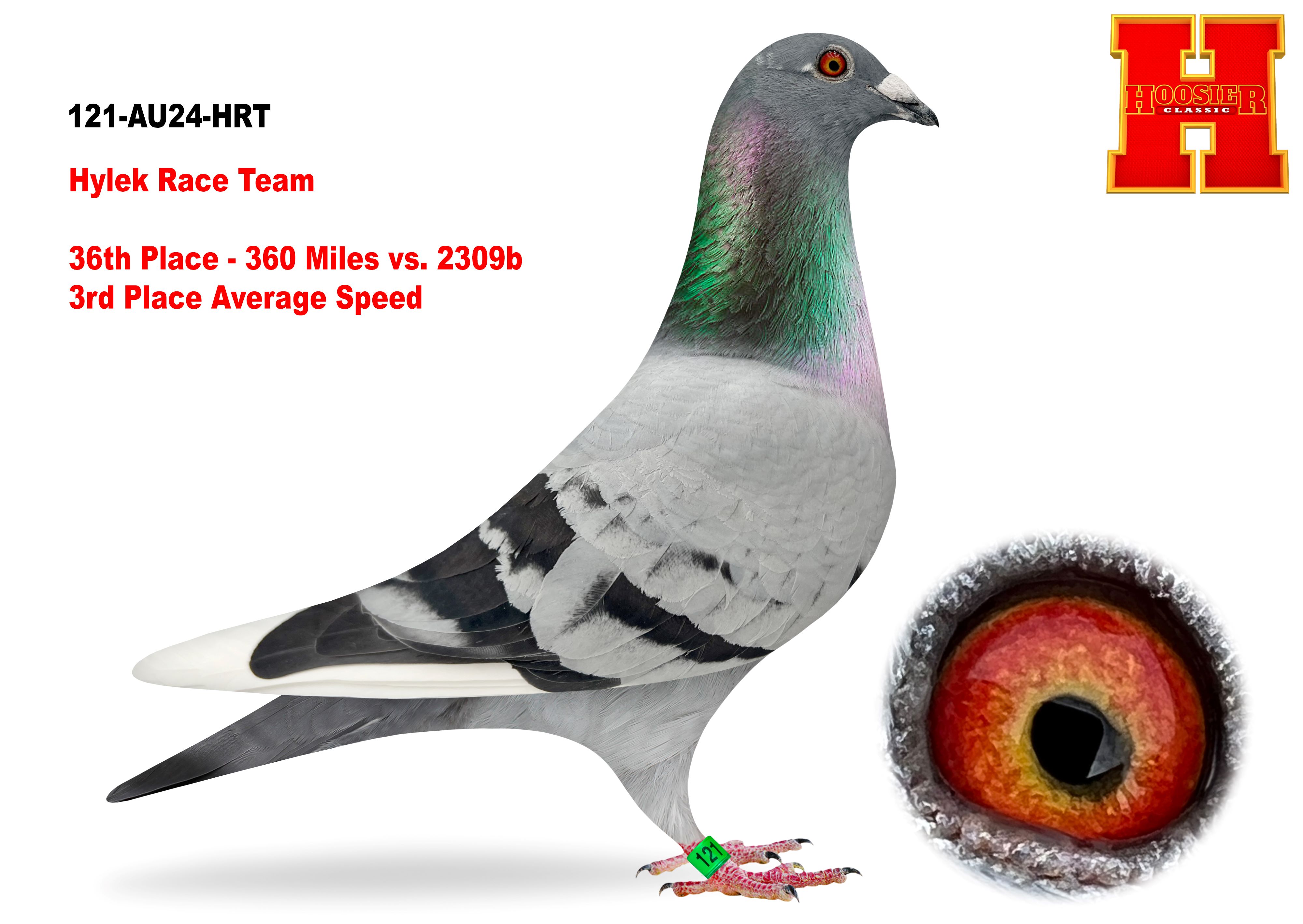 iPigeon.com - Racing Pigeon Auction