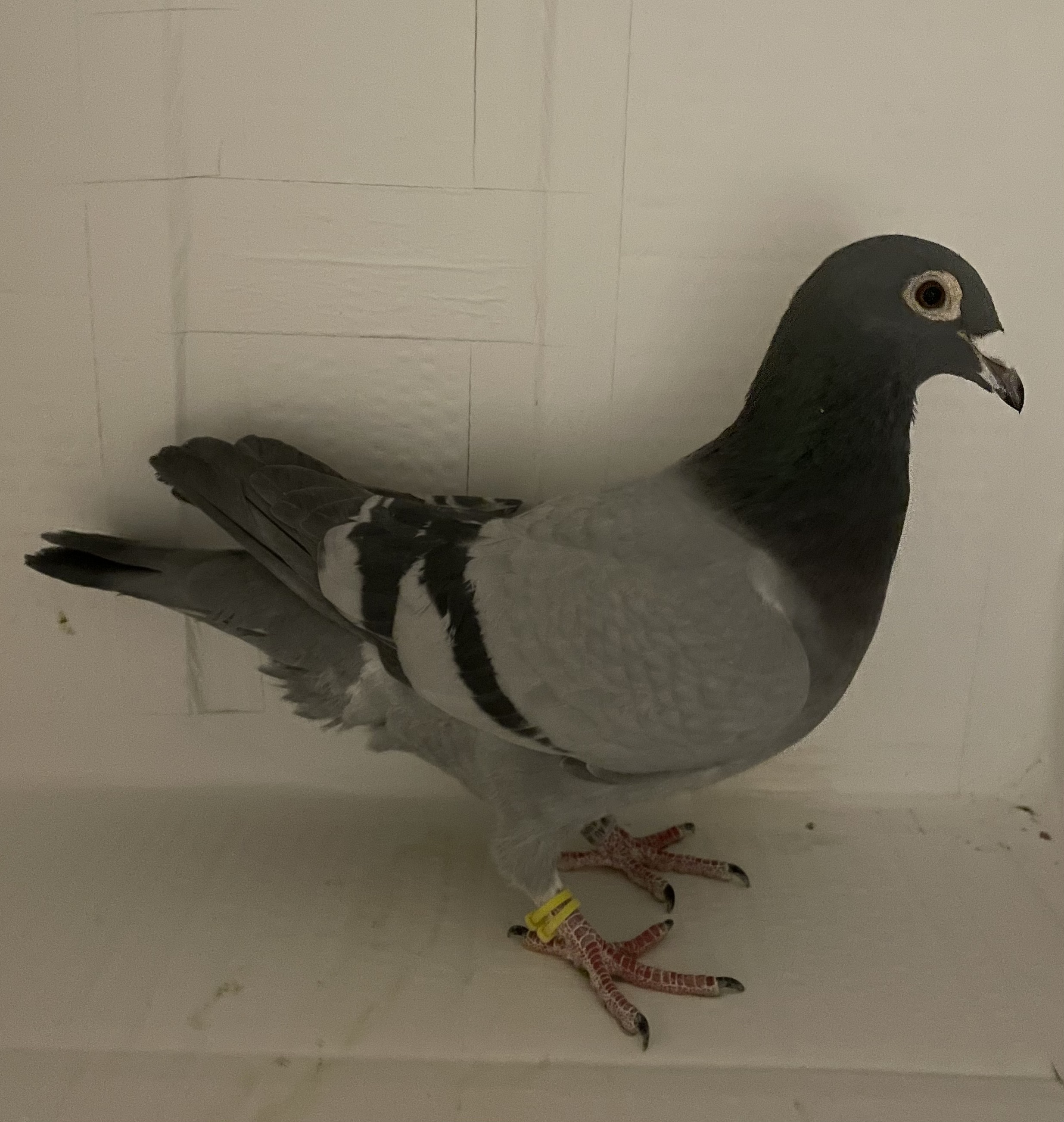 AU 2022 ARPU 74766 BBH