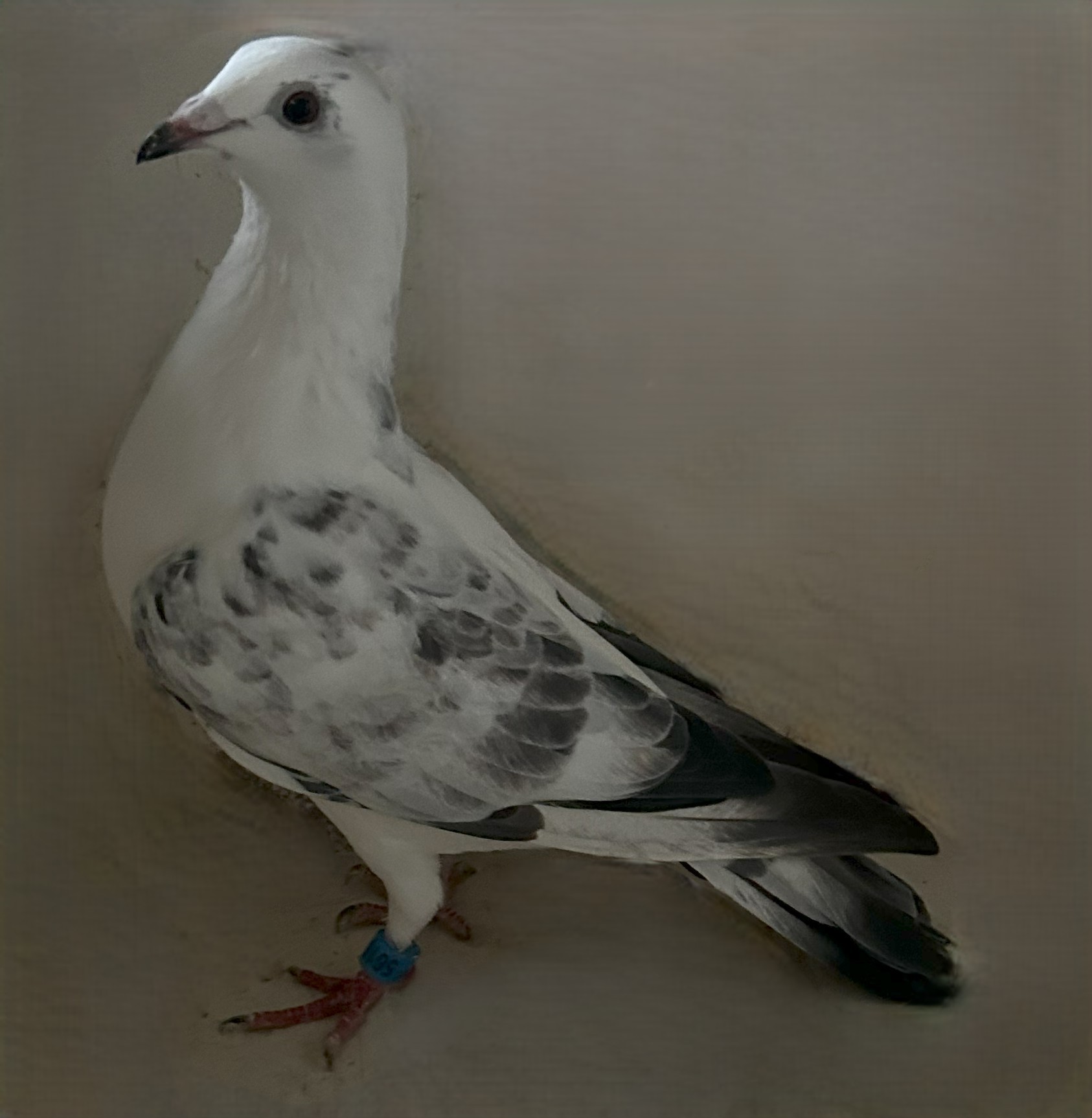 2025 Neil 56158 "Best Kittel" Grizzle , Hen 