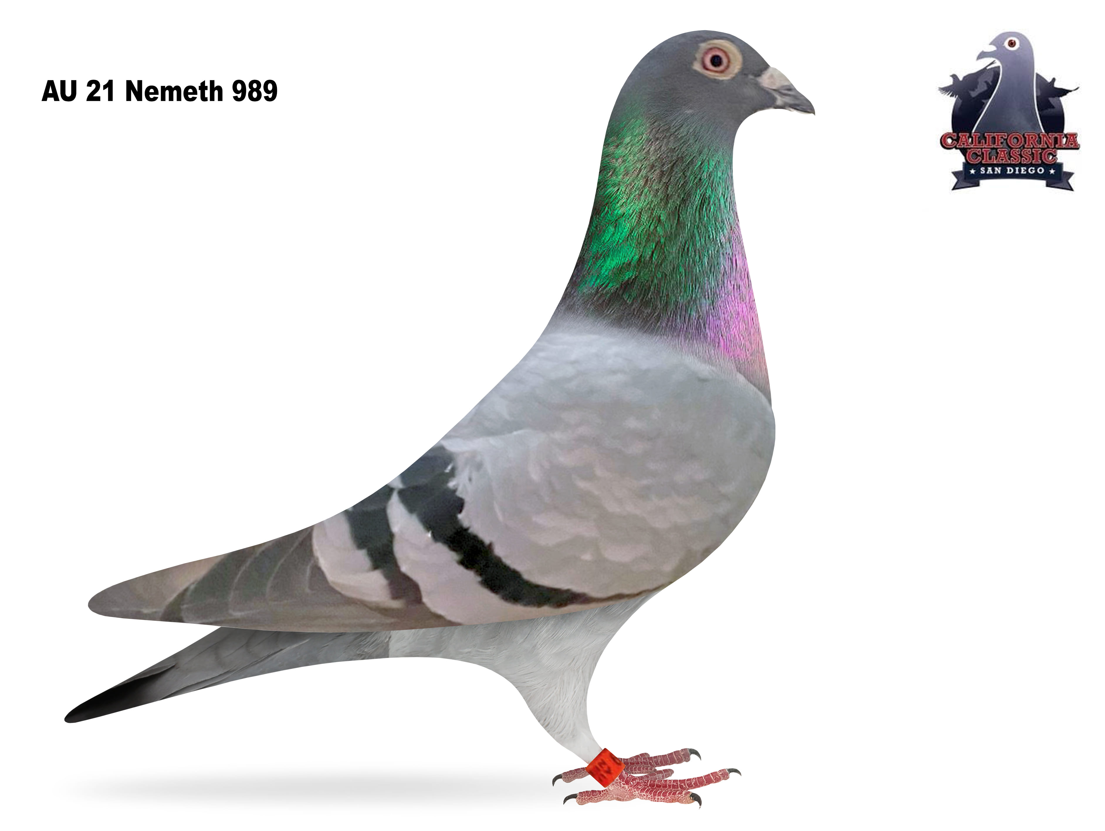 Lot 28. 2021 Nemeth 989 Hen