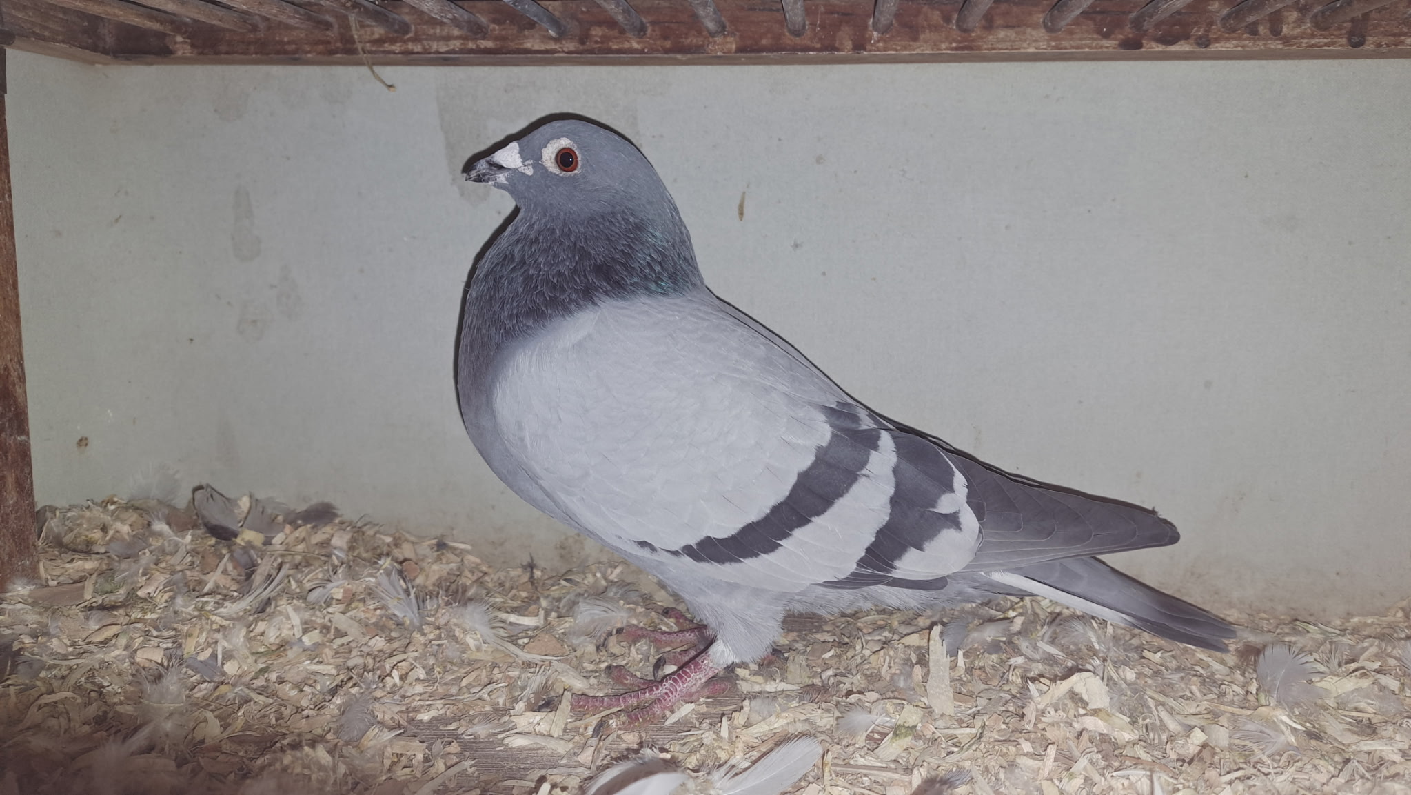 7720 AU ERIE 24 BB C