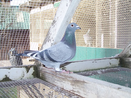 AU 2025 JEDDS "4678"