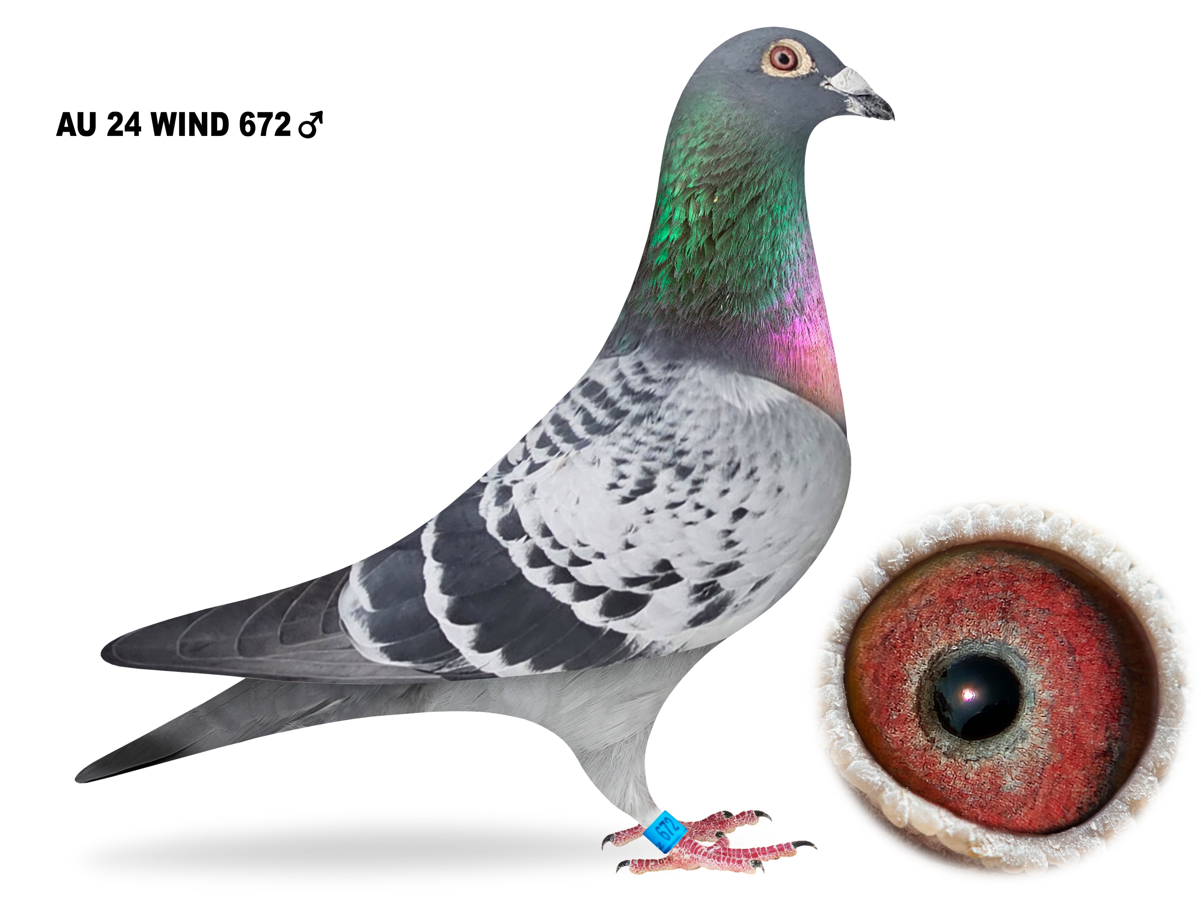 iPigeon.com - Racing Pigeon Auction
