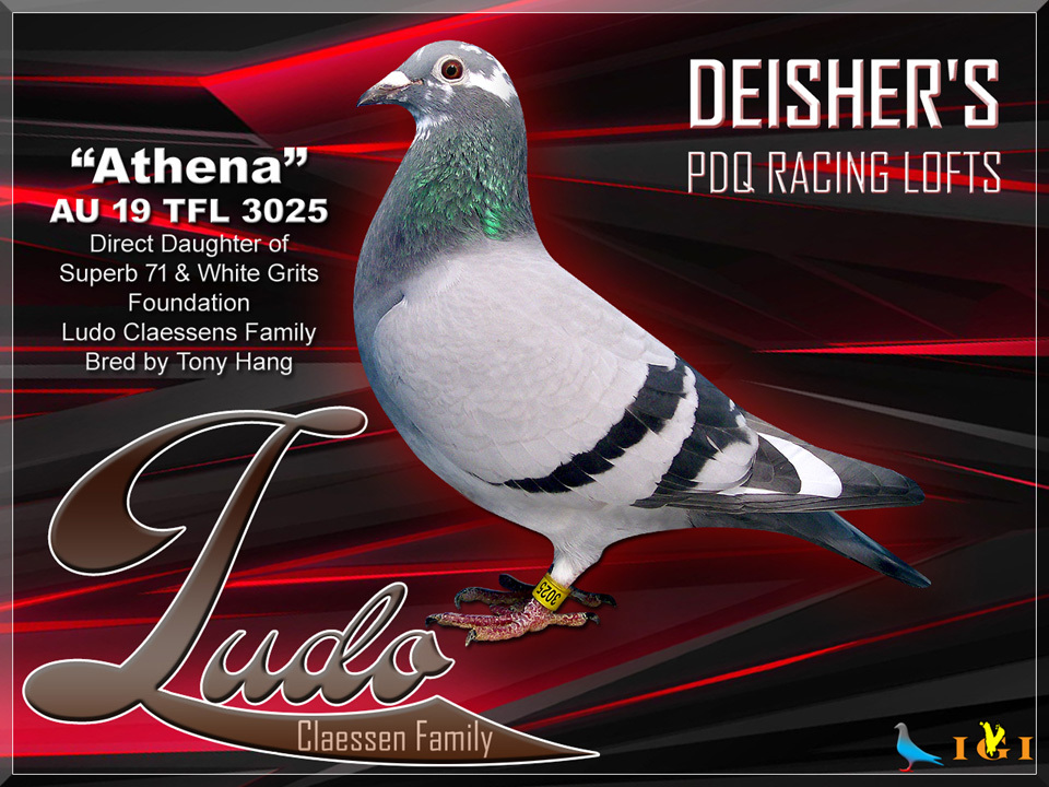 iPigeon.com - Racing Pigeon Auction